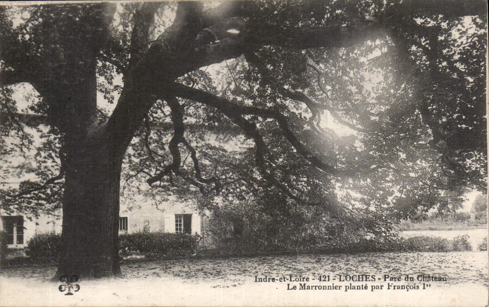 CPA Indre et Loire Loches Parc du Chateau le Marronnier Plante par Francois 1er