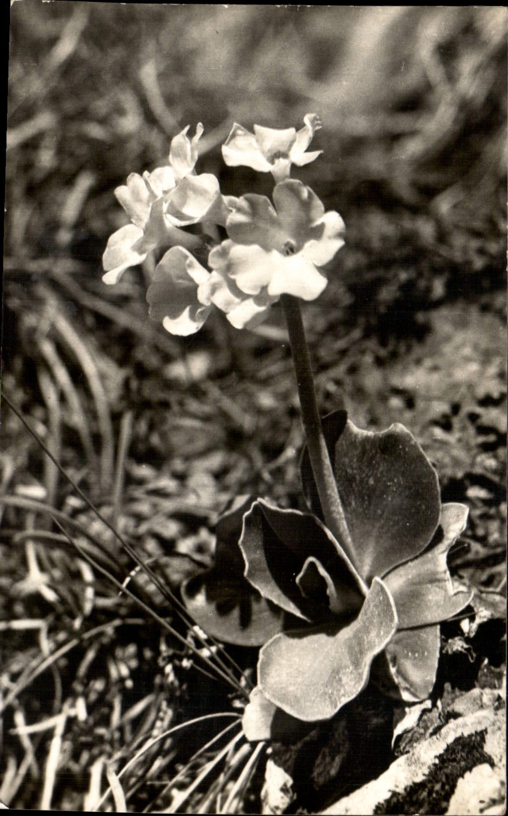 CPA Tatranska kvetena Aurikoly Fleurs