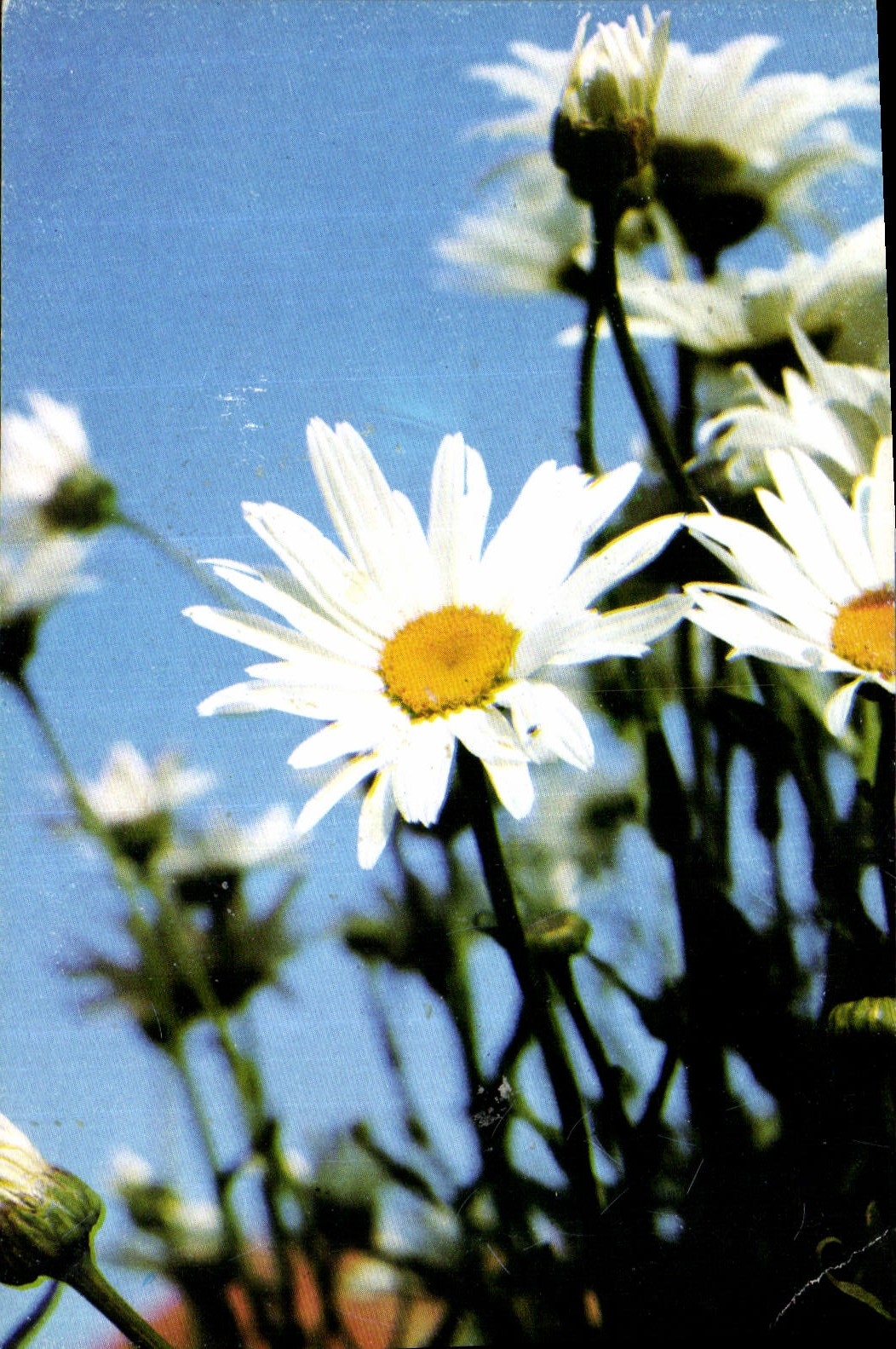 CPA Marguerite Fleurs