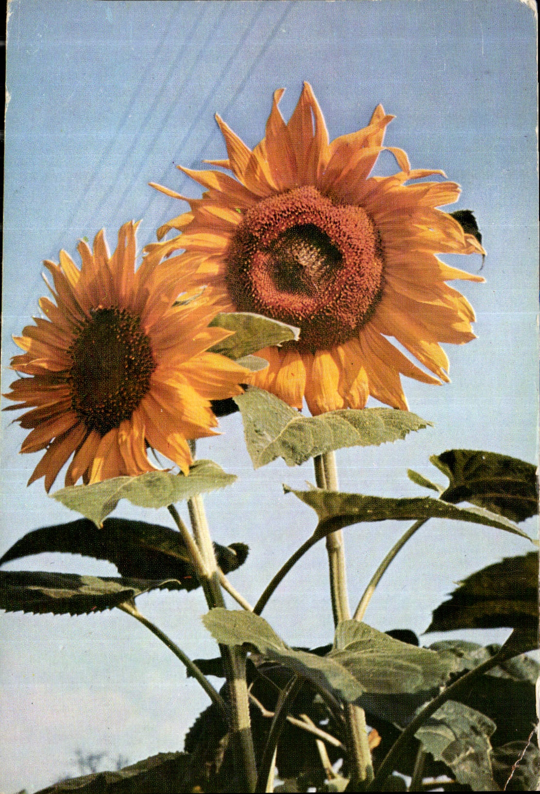 CPA Fleurs de Tournesol 