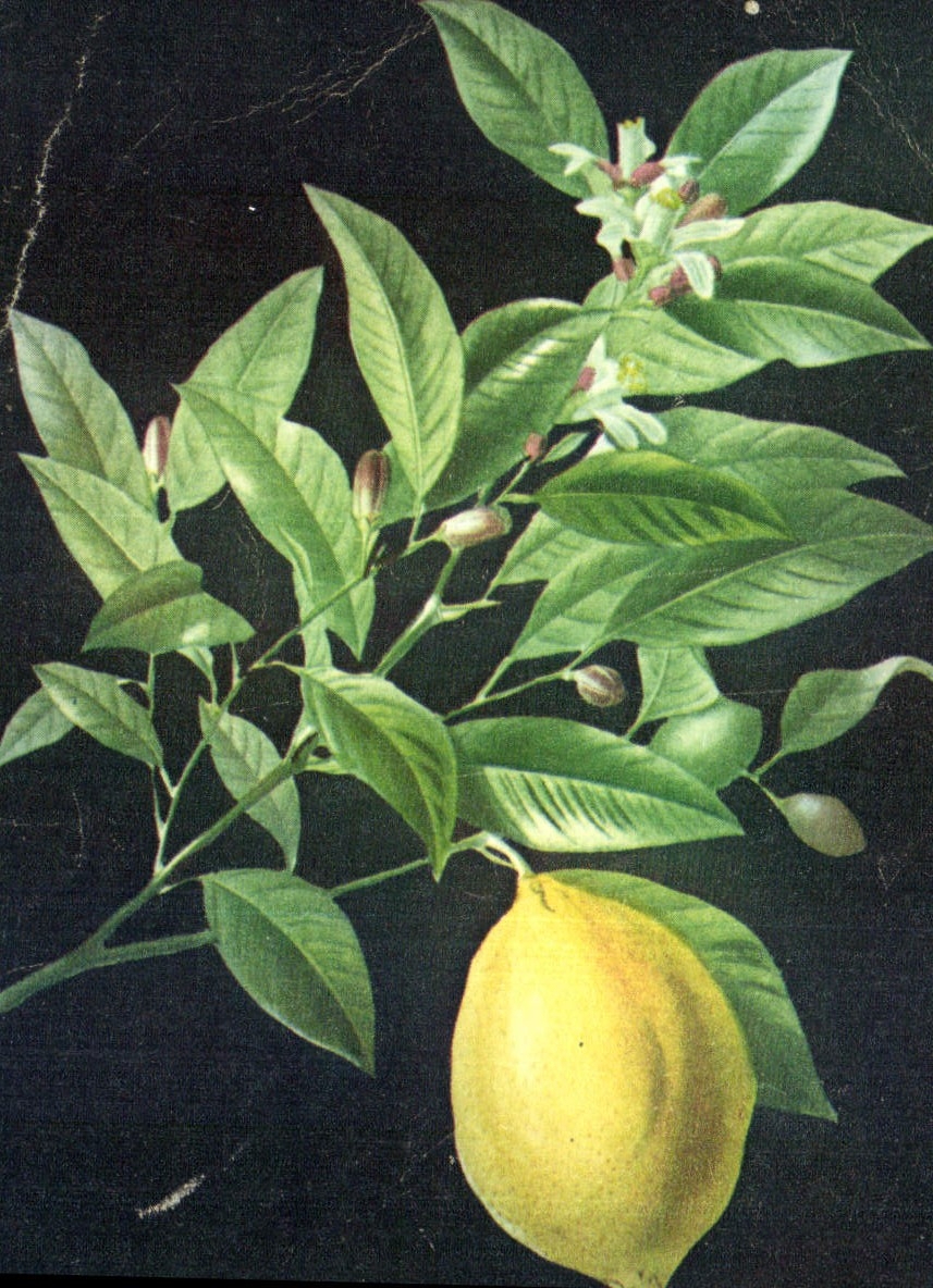 CPA Citron fleur feuille fruit 