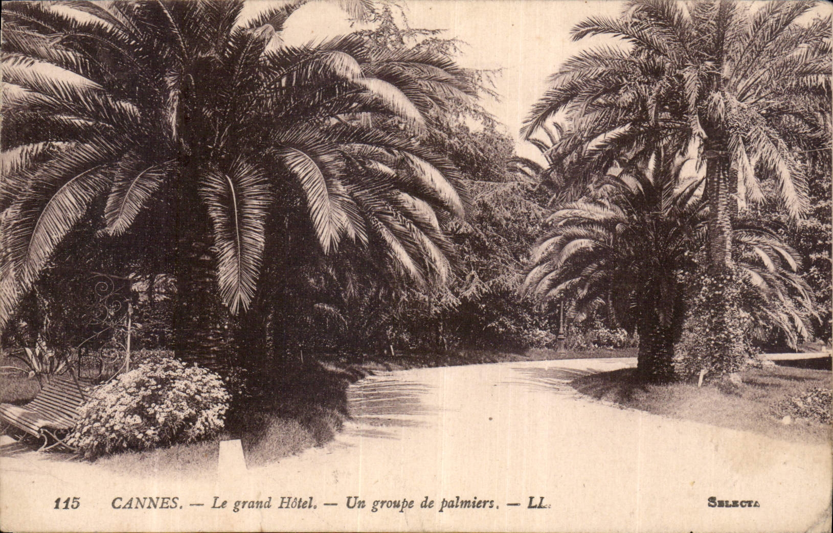 CPA Cannes le Grand Hotel un Groupe de Palmiers 
