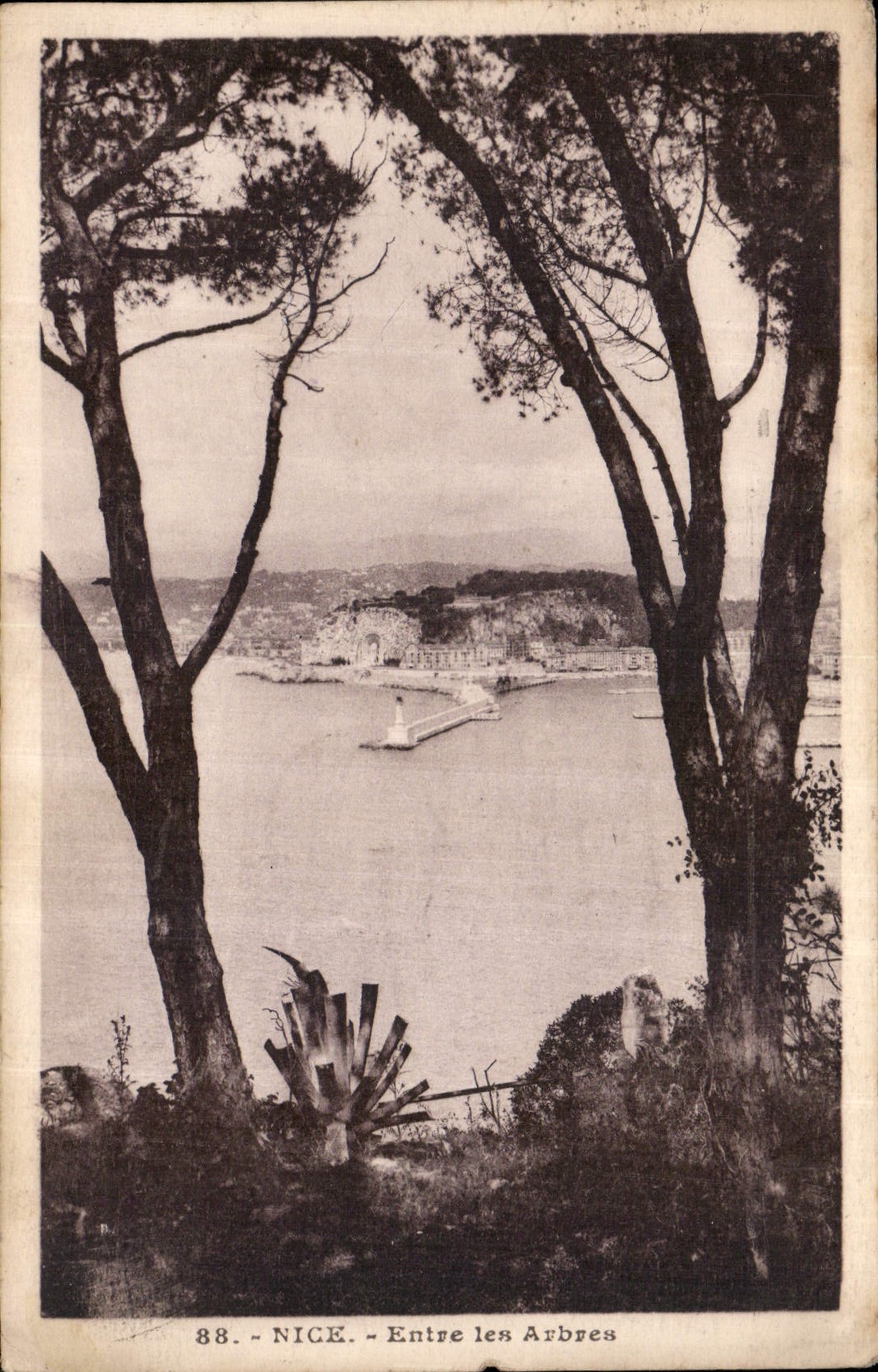 CPA Nice Entre les Arbres 