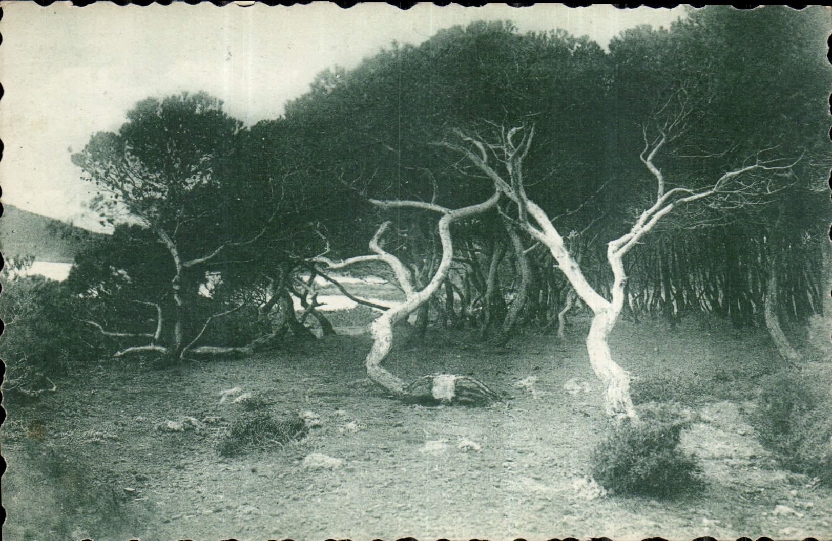 CPA Bois de Pins aux Iles de Lerins 