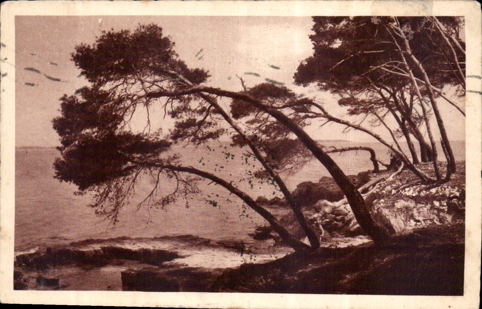 CPA Les Pins Penches a l'Ile Ste Marguerite