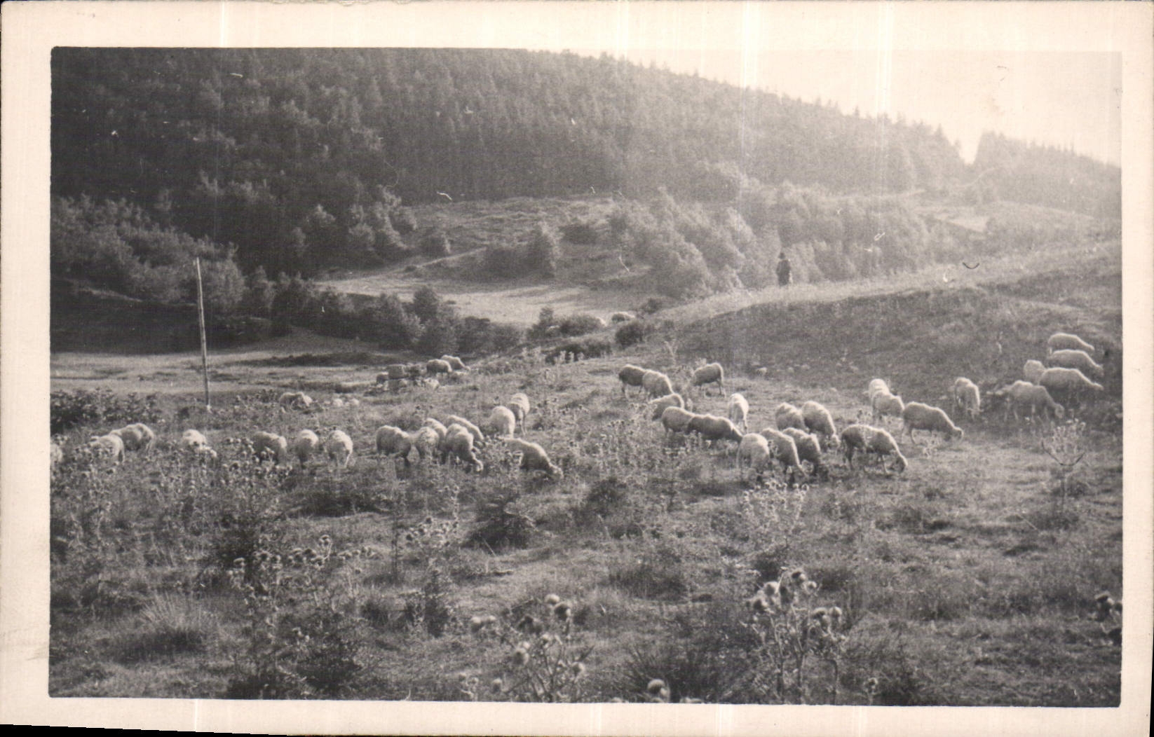 CARTE PHOTO Moutons