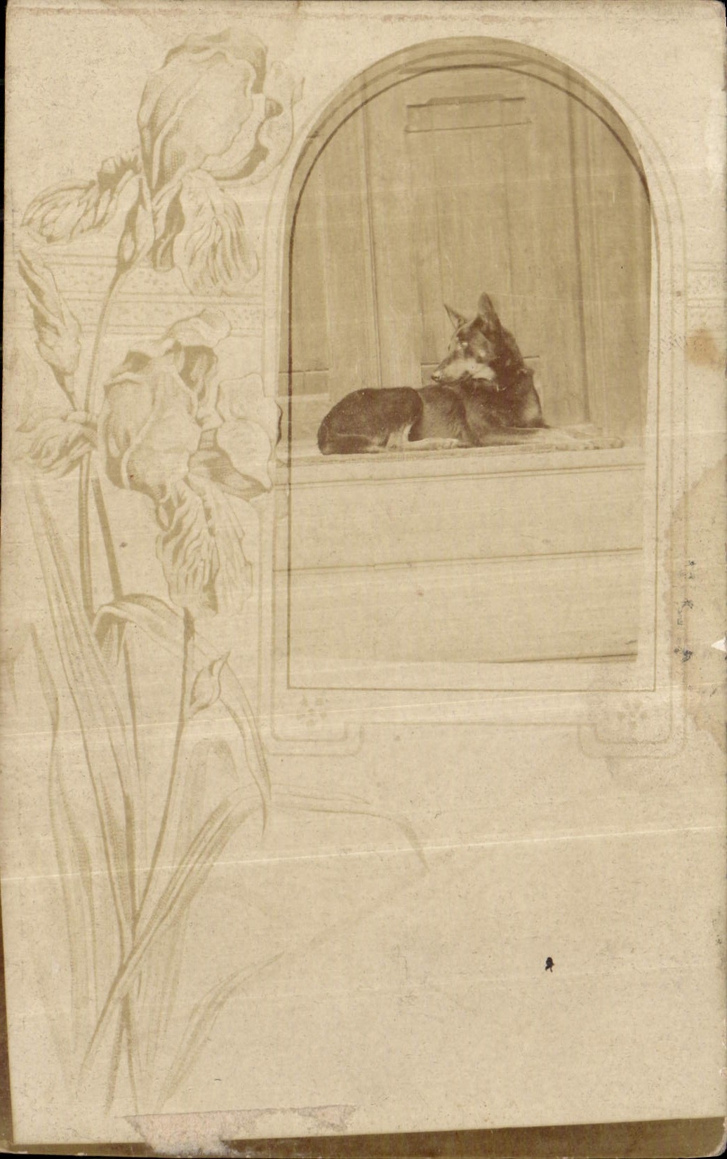 CARTE PHOTO Chien