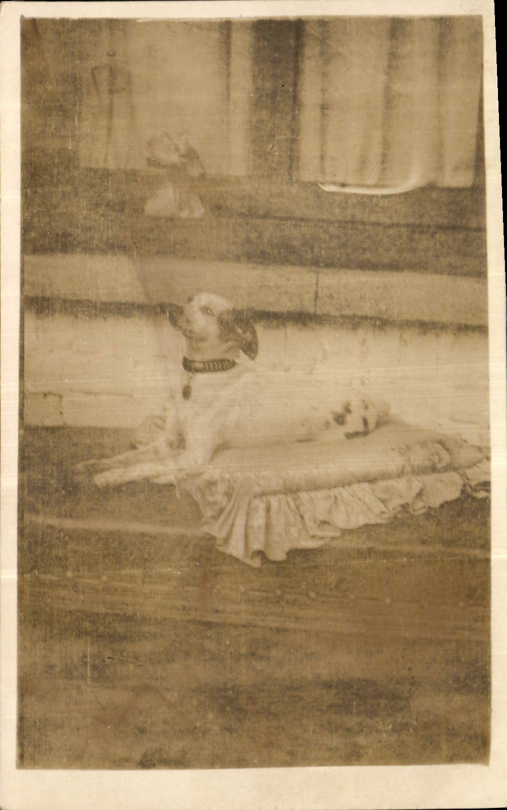 CARTE PHOTO Chien