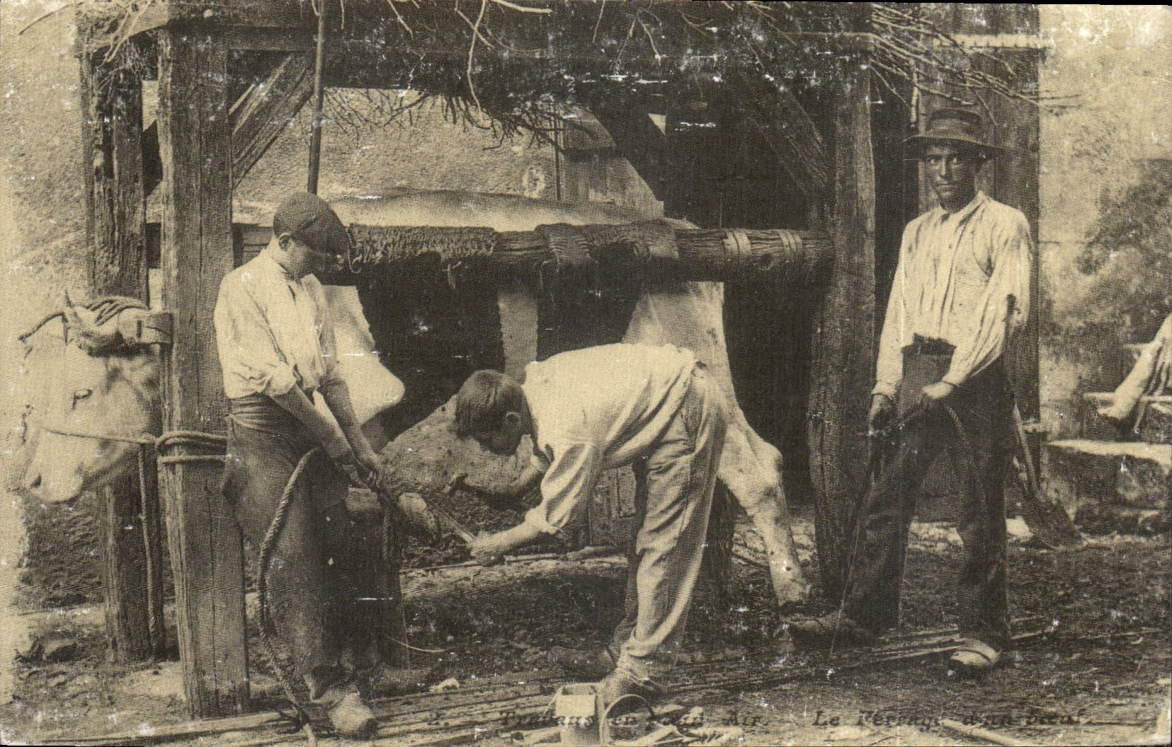 REPRO Le ferrrage d'un bœuf