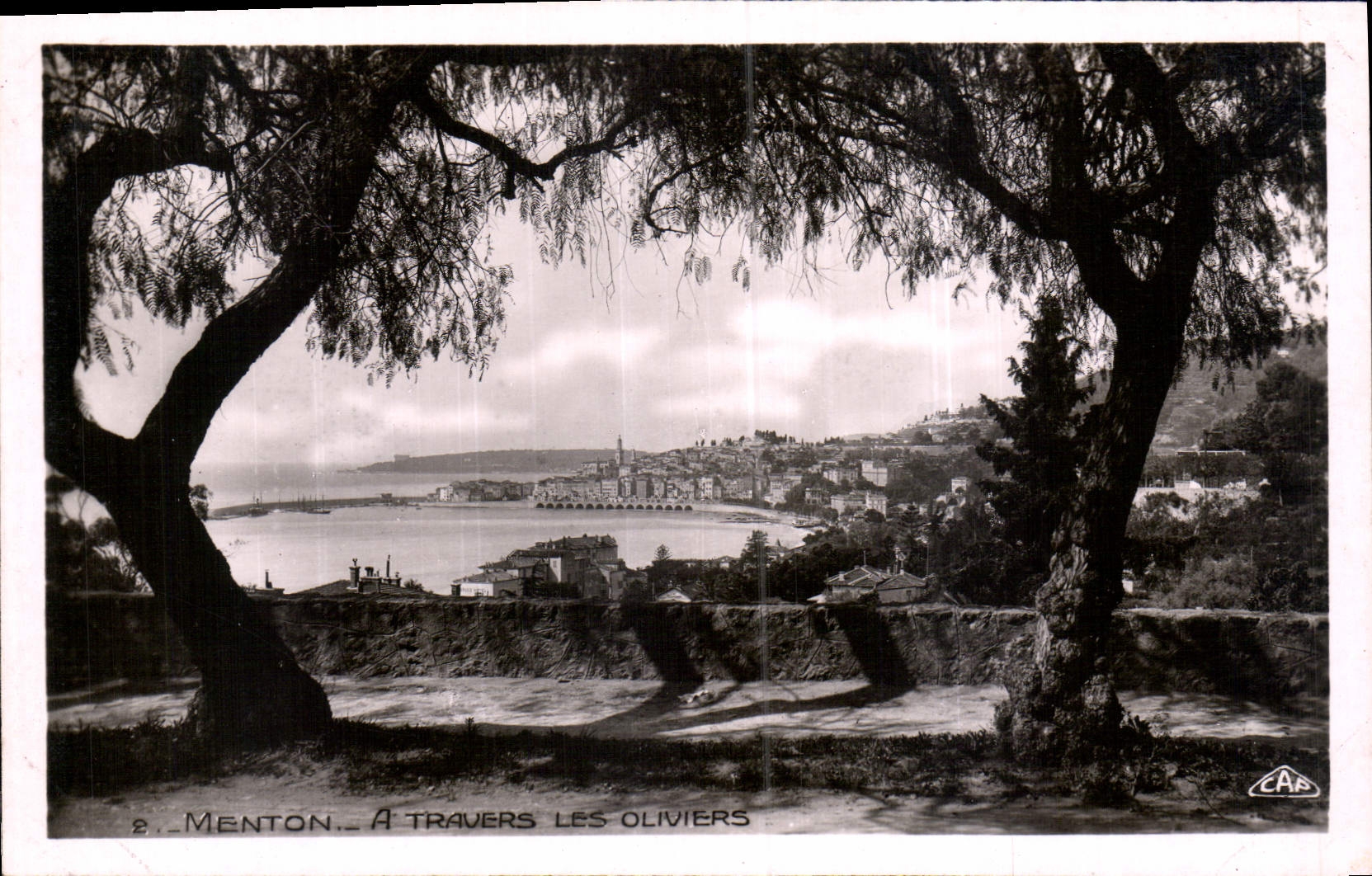 CPA Menton a travers les oliviers 