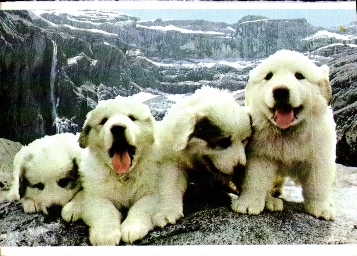 CPM Hautes Pyrenees Chiots des Pyrenees 