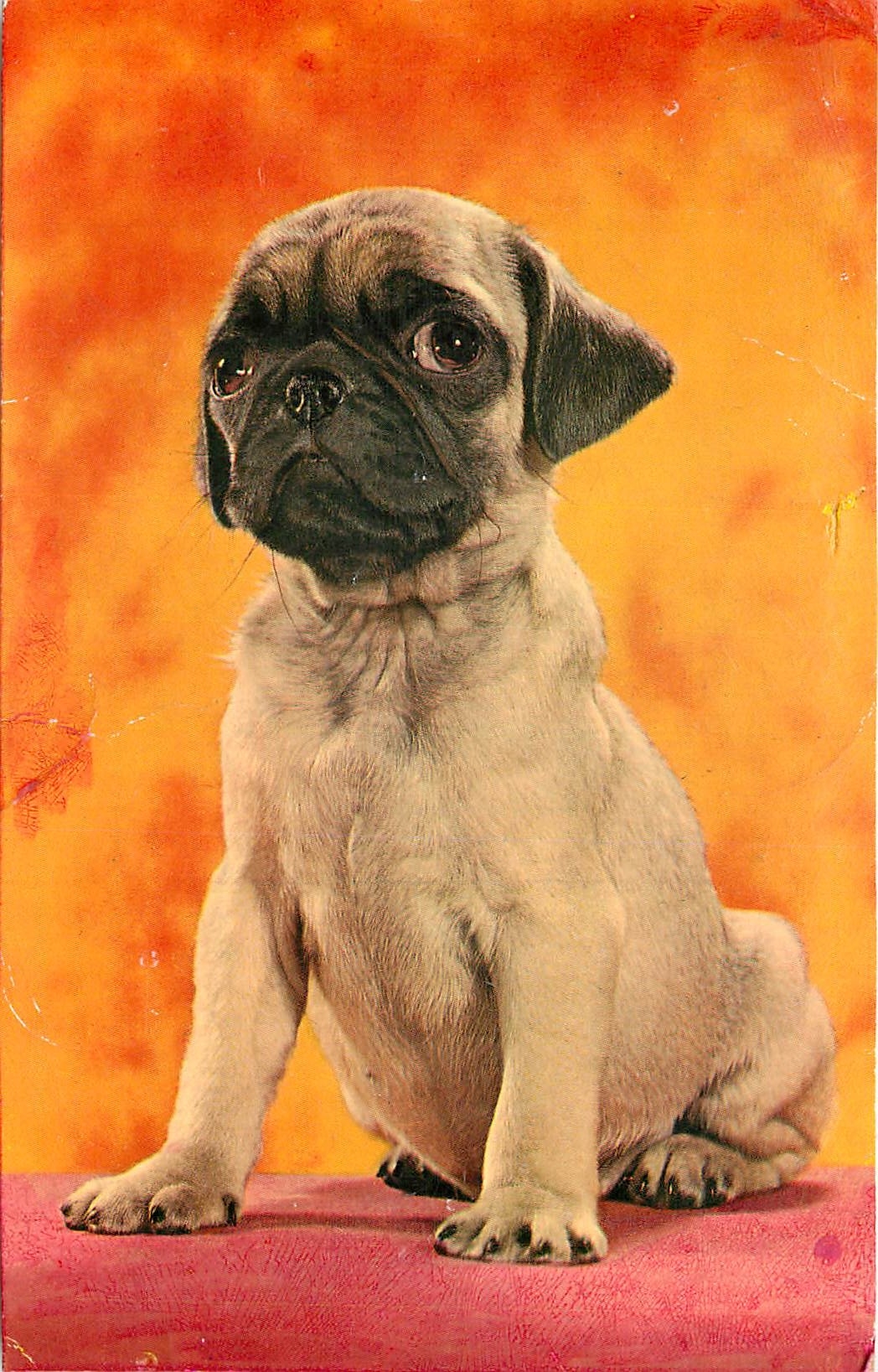 CPM Chien