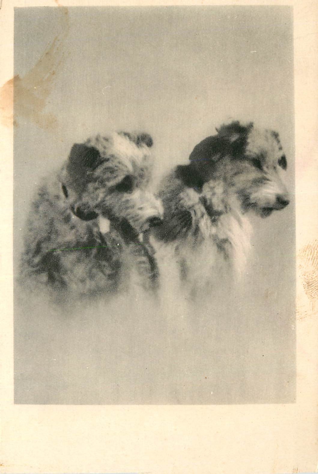 CPA Chiens 