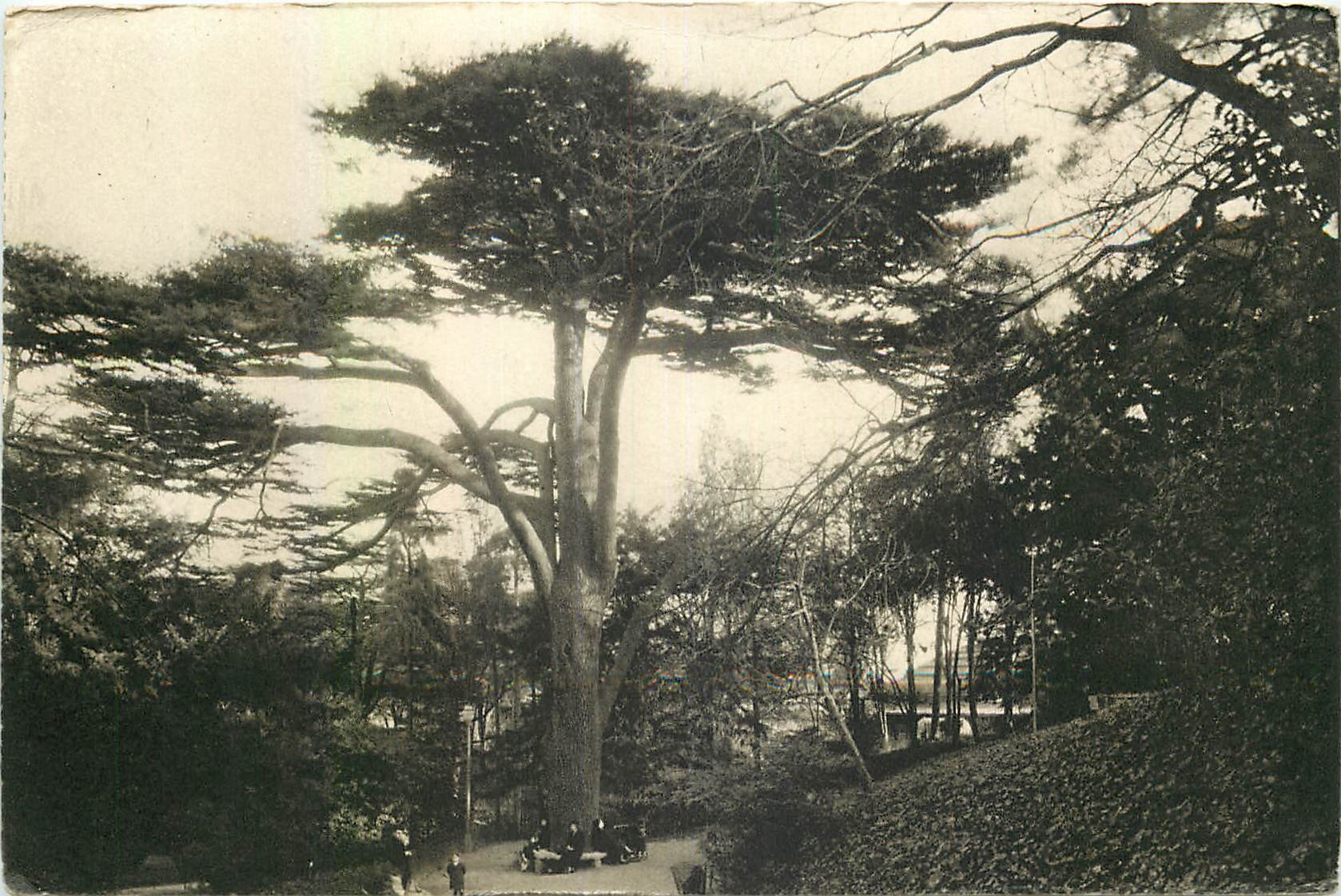 CPA Museum National d'Histoire Naturelle Jardin des Plantes Paris Au Labyrinthe Le Cedre du Liban 