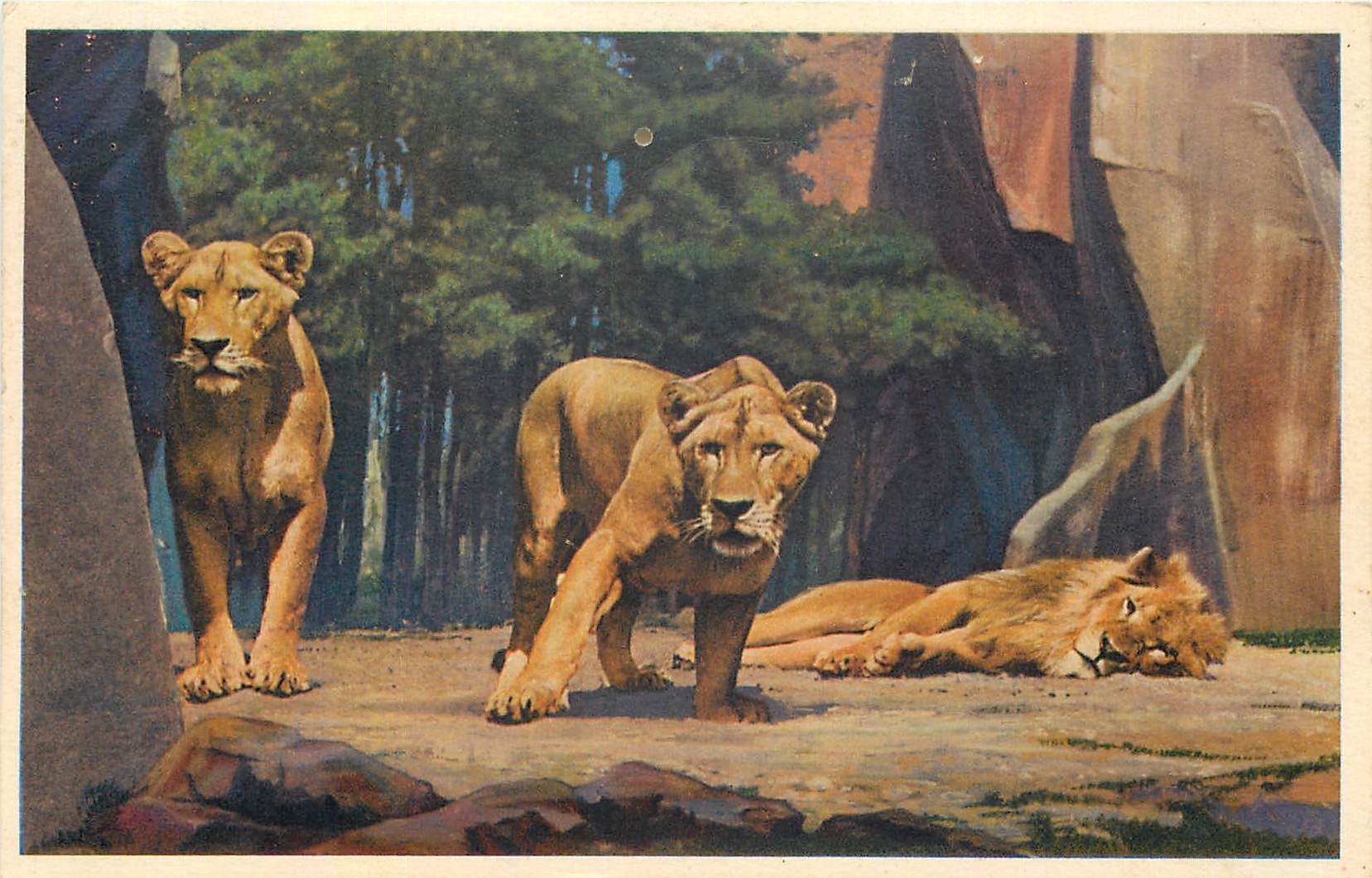 CPA Museum National D'Histoire Naturelle Parc Zoologique du Bois de Vincennes Paris Lion et Lionnes 