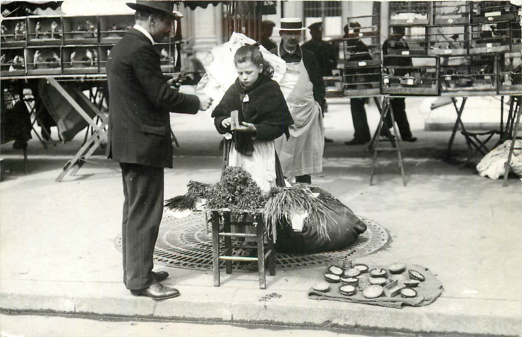 REPRO Du mourron pour les petits oiseaux 