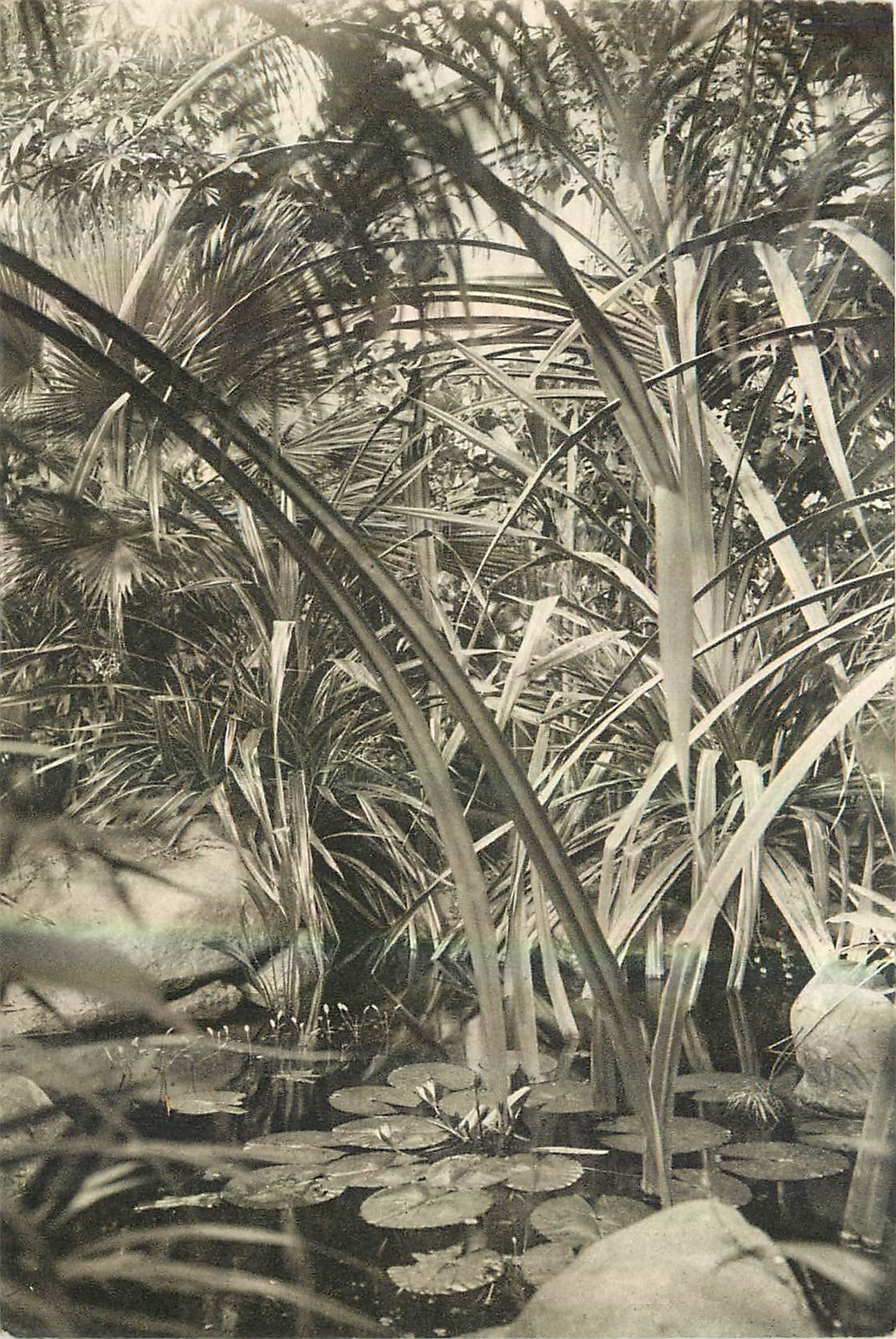 CPA Musee National d'Histoir Naturelle Jardin des Plantes Paris Jardin d'Hiver le Marigot avec les V