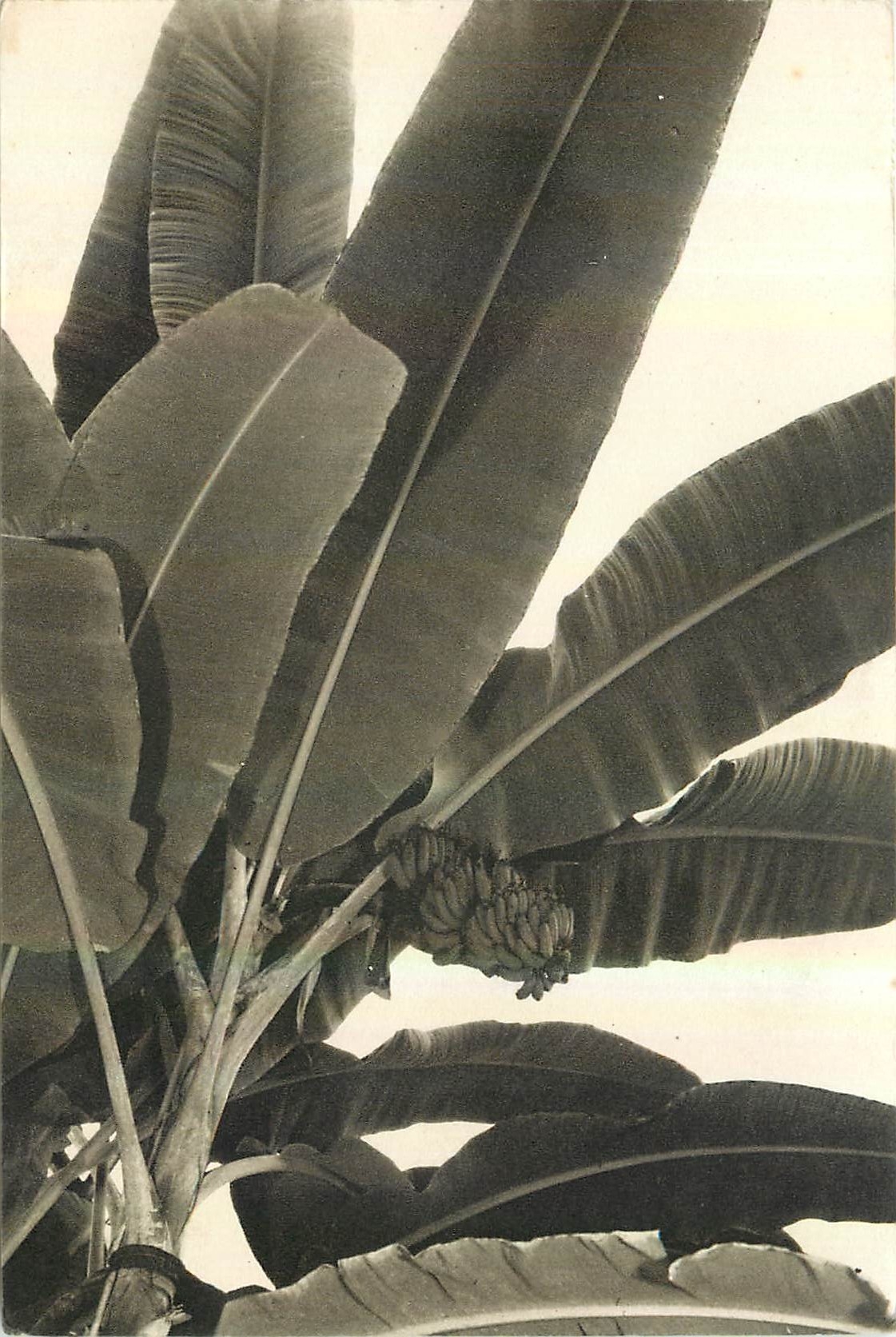 CPA Musee National d'Histoir Naturelle Jardin des Plantes Paris Jardin d'Hiver le Bananier avec son 