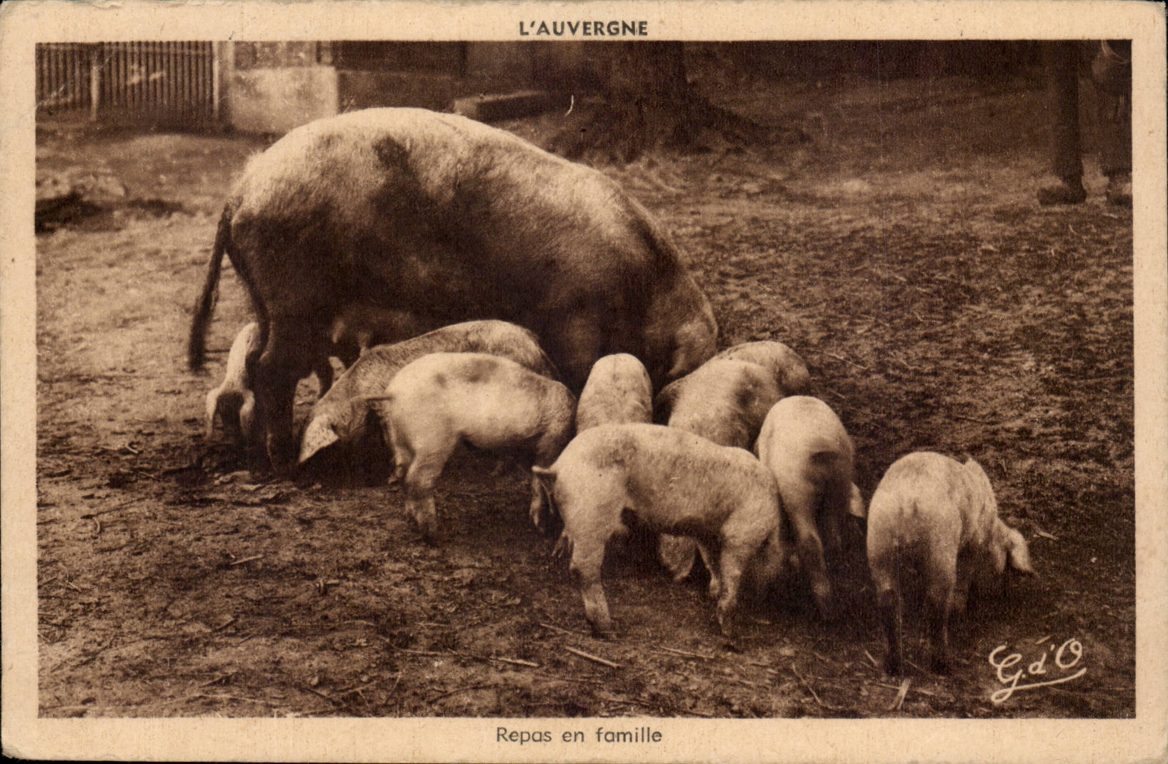 CPA Meal in animal pigs family Auvergne