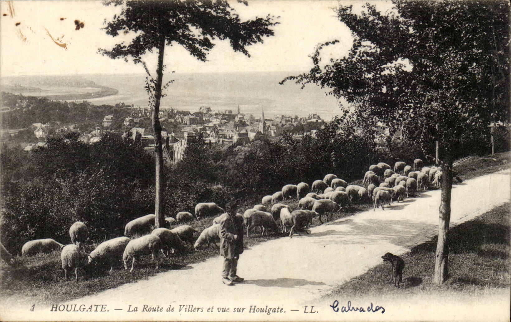 Houlgate CPA the road of Villers and sight on Houlgate (sheep)