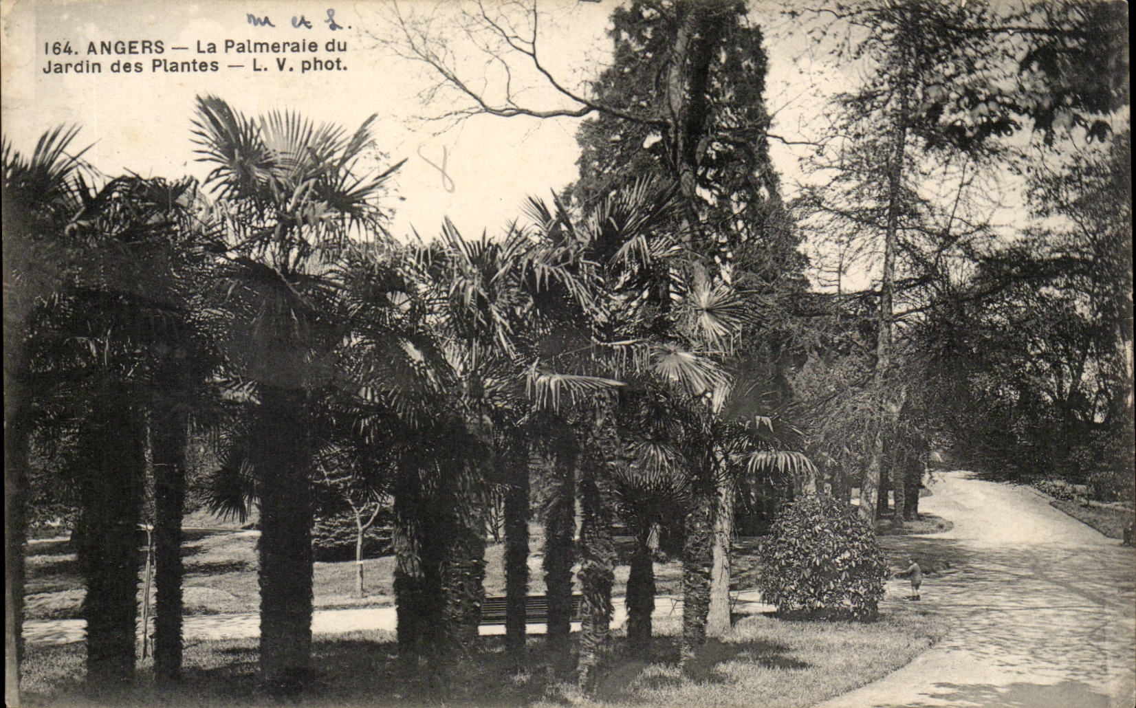 Angers CPA Palm plantation of the botanical garden