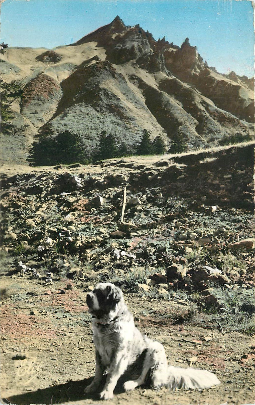 CPA l'Auvergne Chien de Montagne Au fond le Sancy Chien