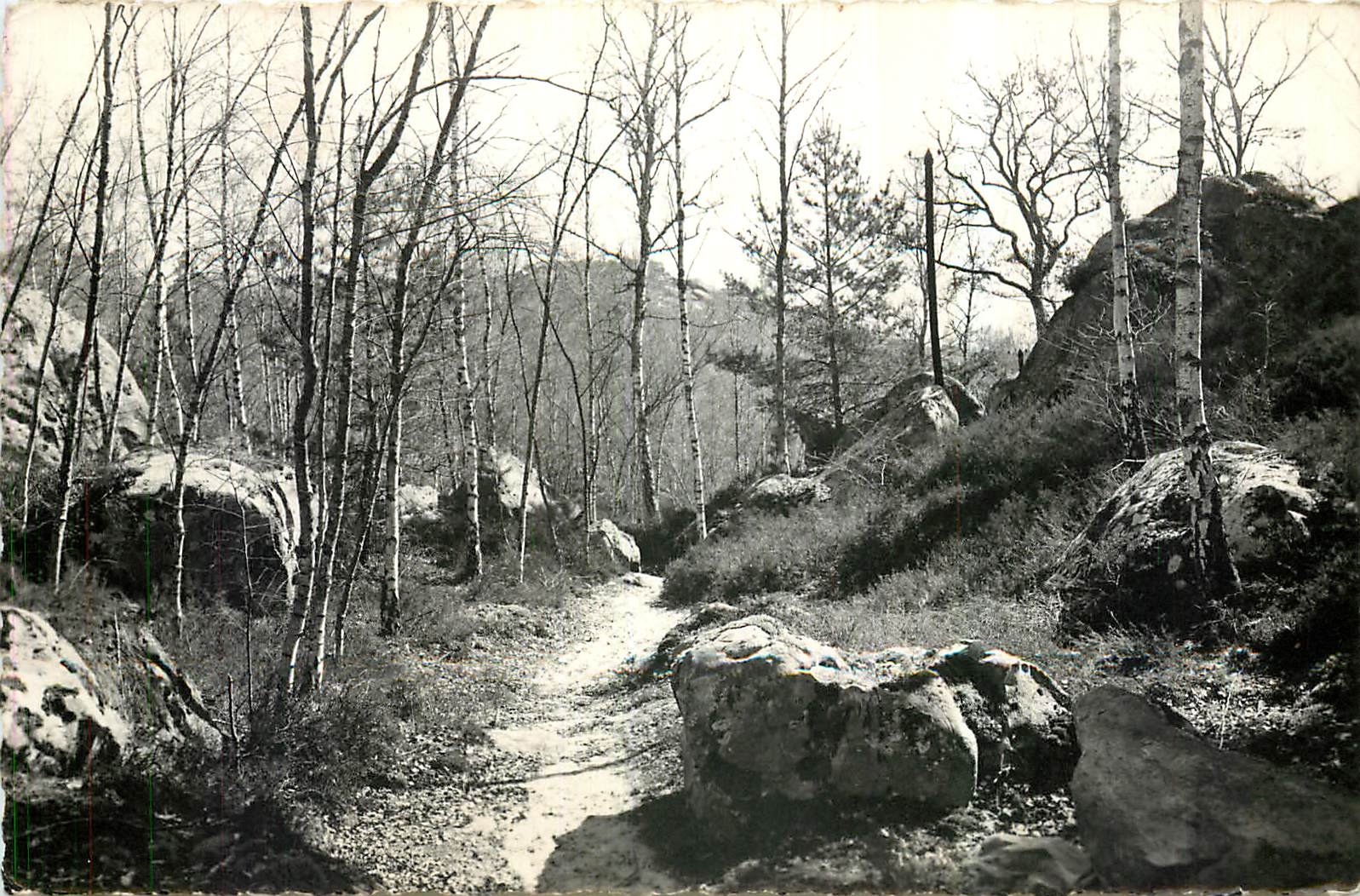 CPM Milly la Foret S et O Sous bois 