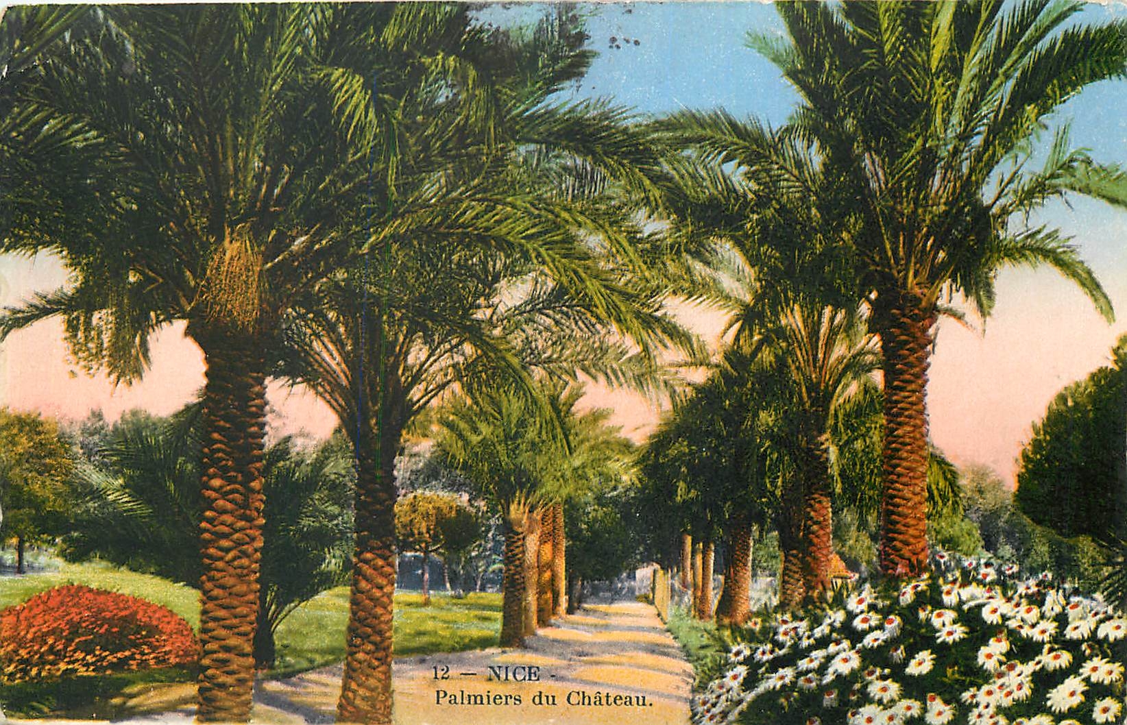 CPA Nice Palmiers du Chateau 