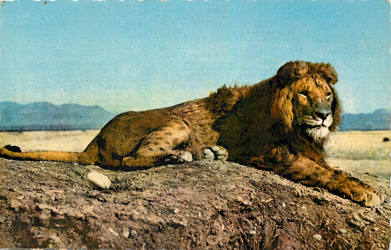 CPA Scenes et Types d'Afrique du Nord Le lion de l'Atlas 