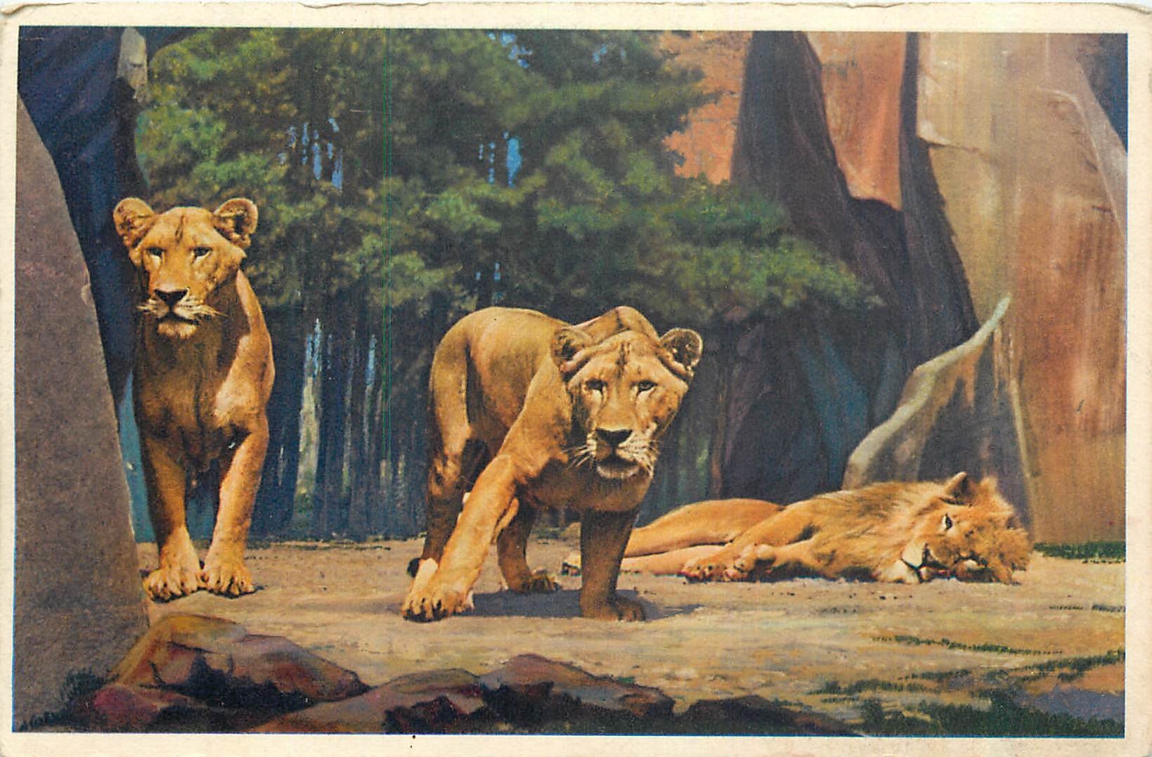 CPA Museum National d'Histoire Naturelle Parc Zoologique du Bois de Vincennes Paris Lion et Lionnes 