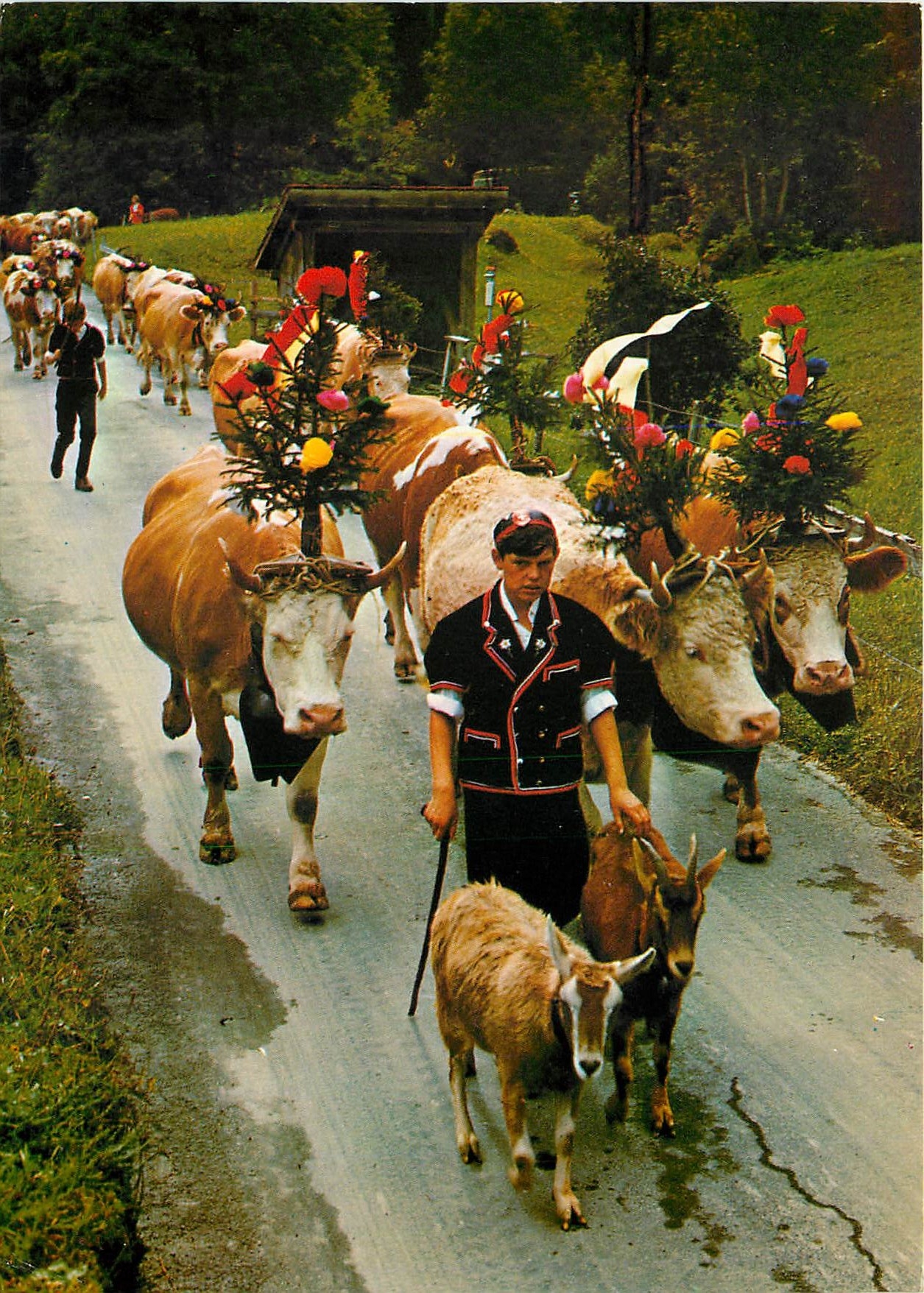 CPM Folklore Suisse Chevre Bœufs