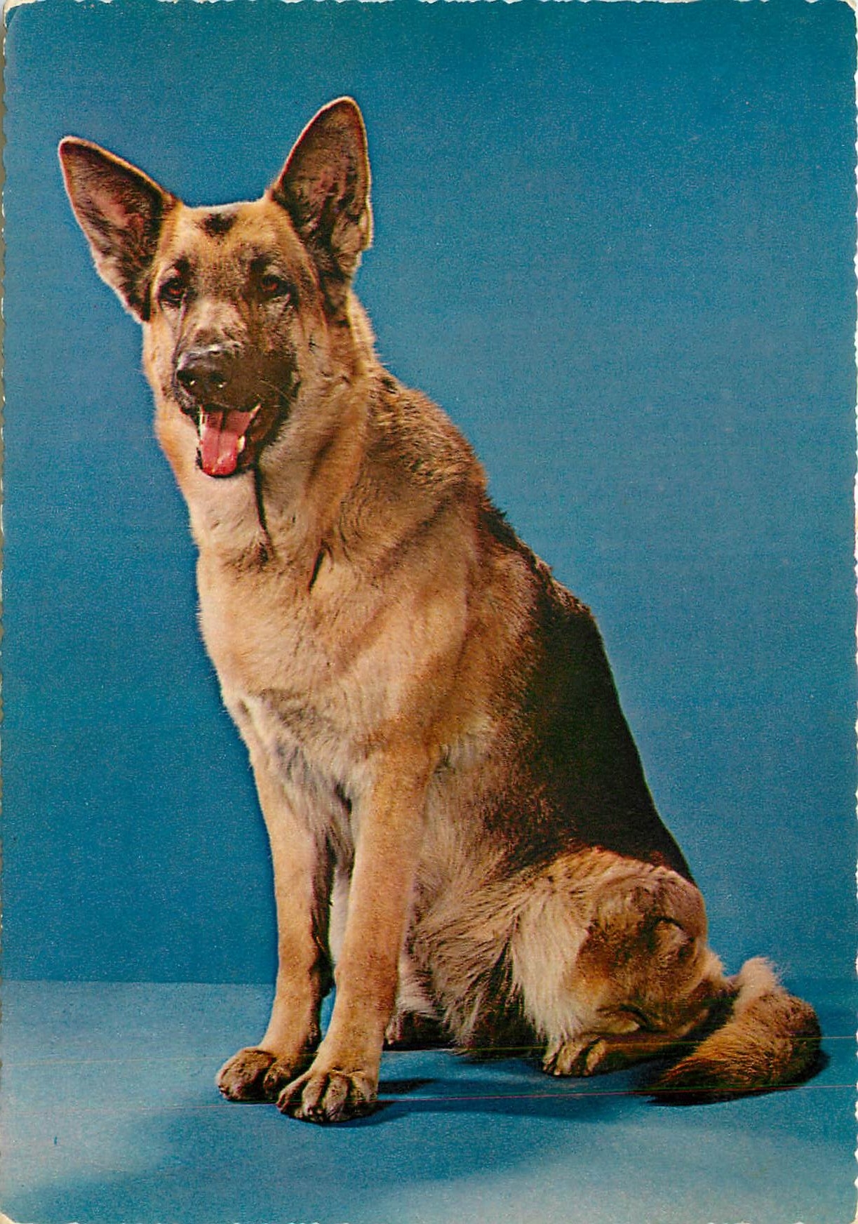 CPM Chien Berger Allemand