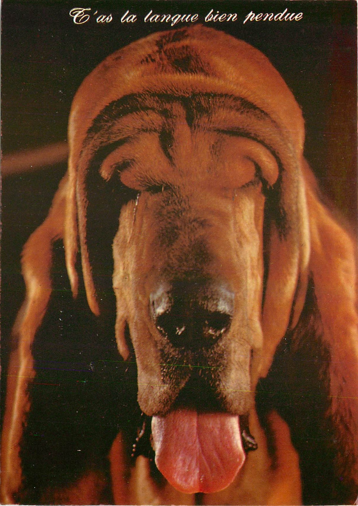 CPM Debile t'as la langue bien pendue Chien
