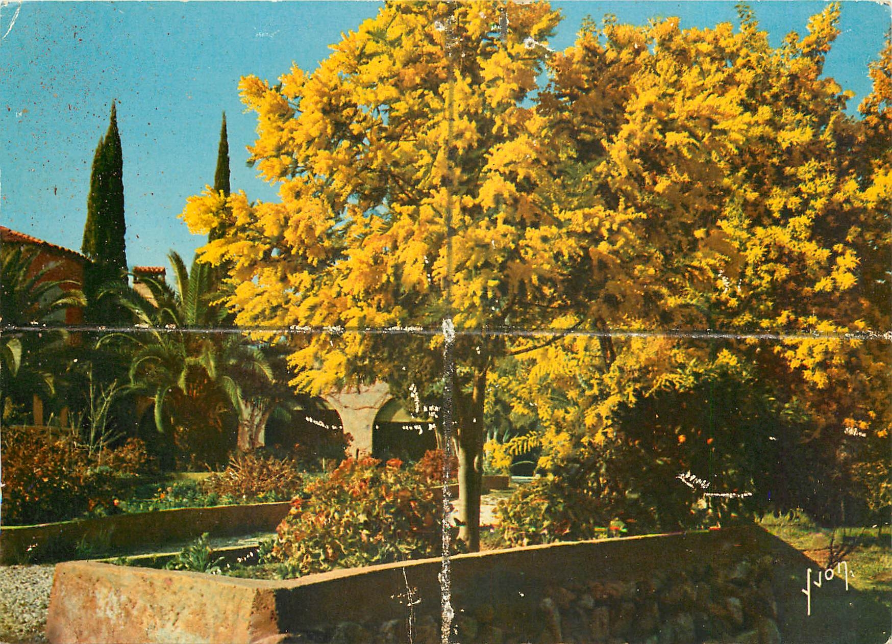 CPM Couleurs et Lumiere de France Cote d'Azur miracle de la nature Saint Tropez 