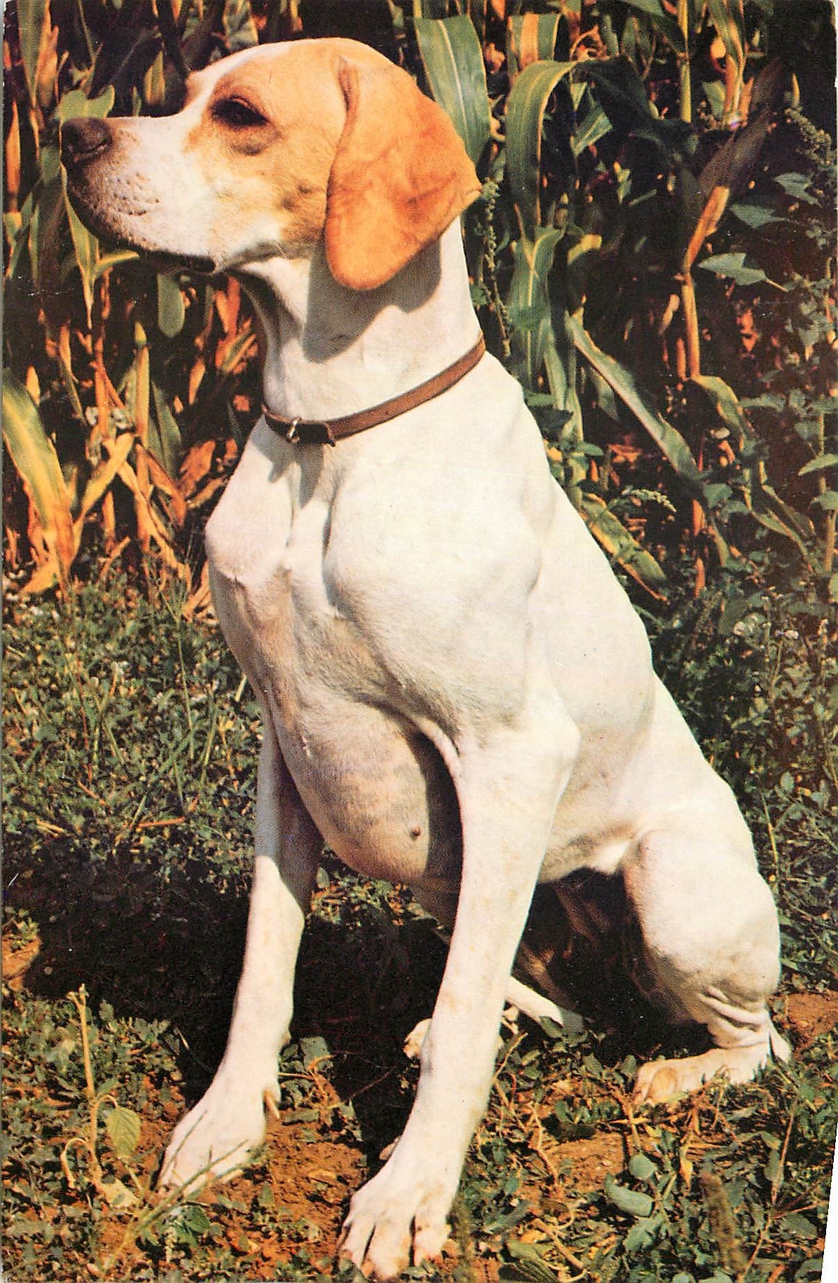 CPM Chien