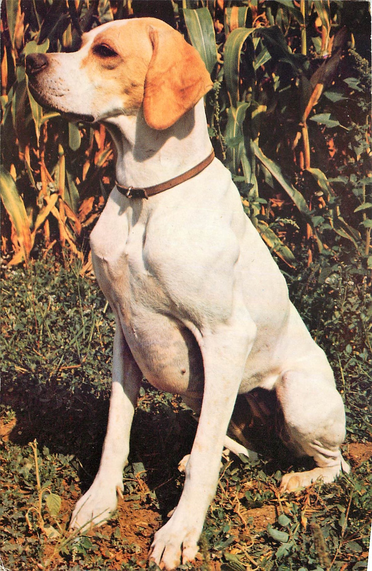 CPM Chien