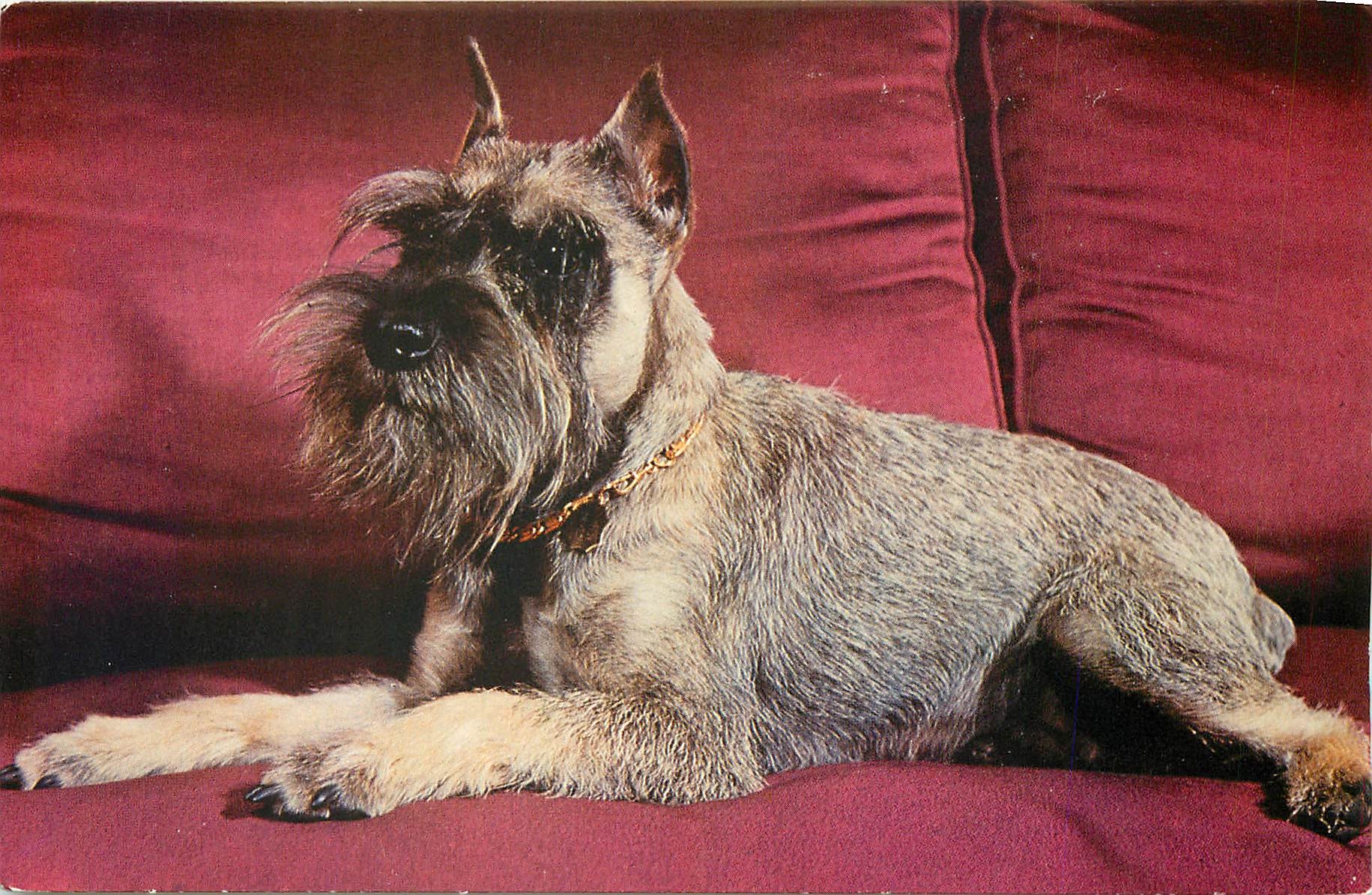 CPM Chien