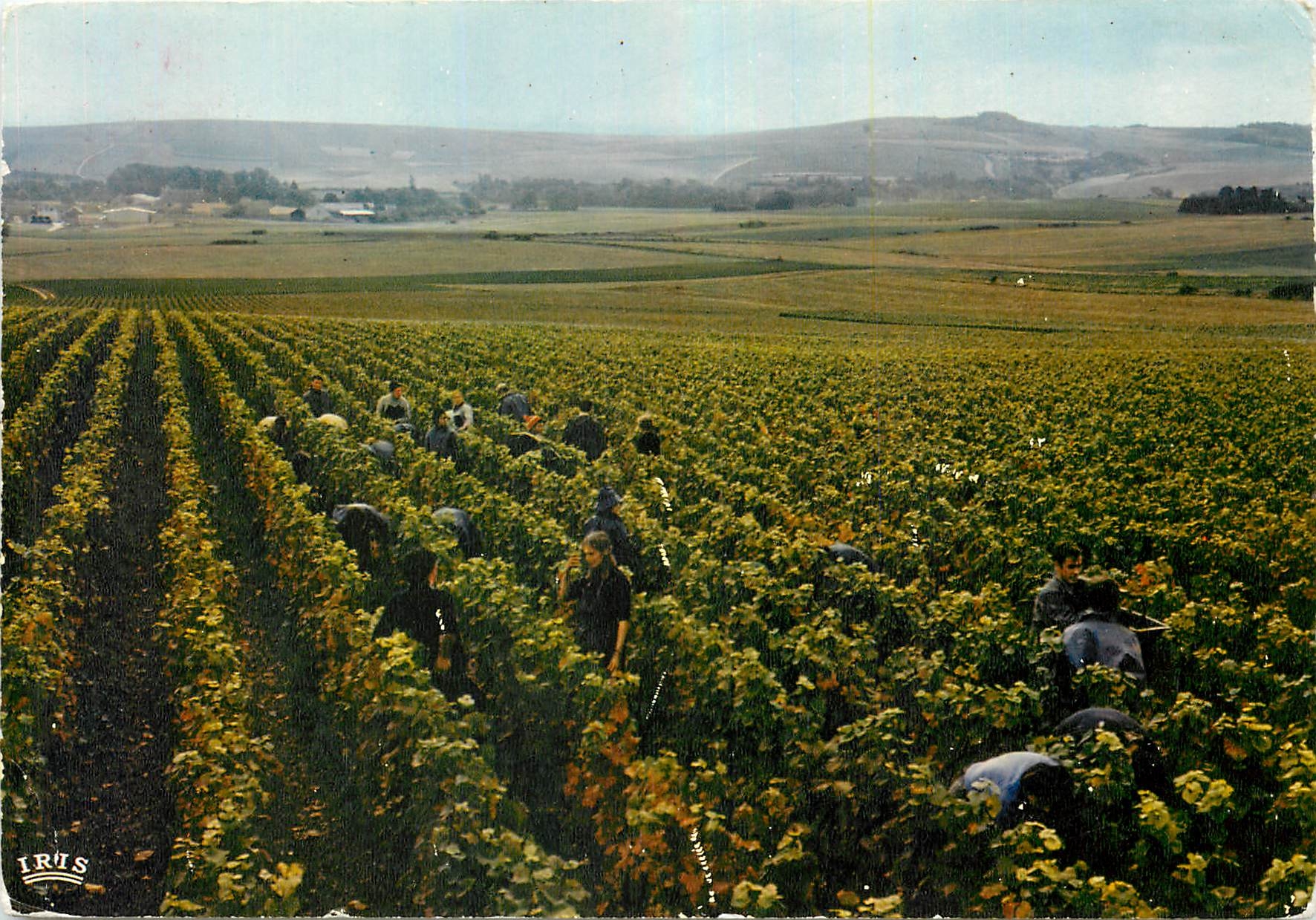 CPM Vendanges en Champagne 