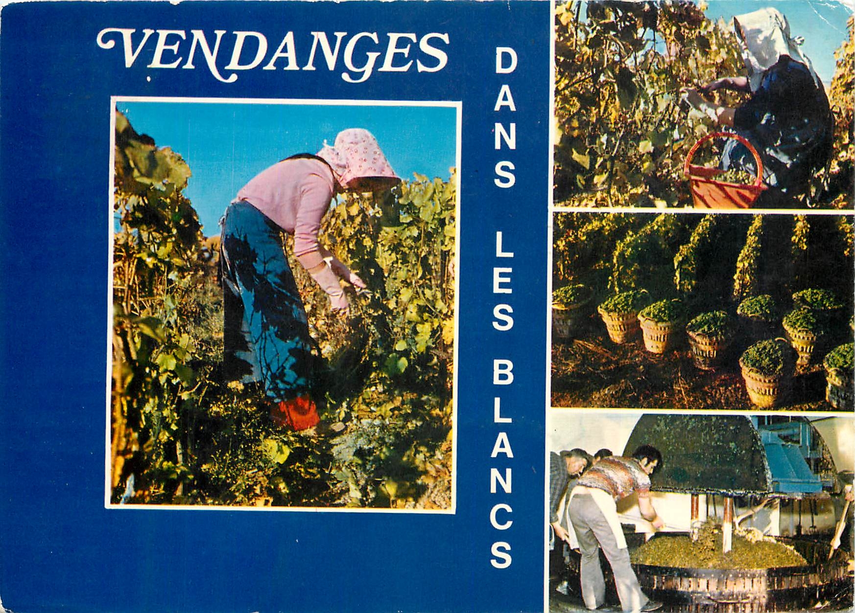 CPM Vendanges en Champagne 