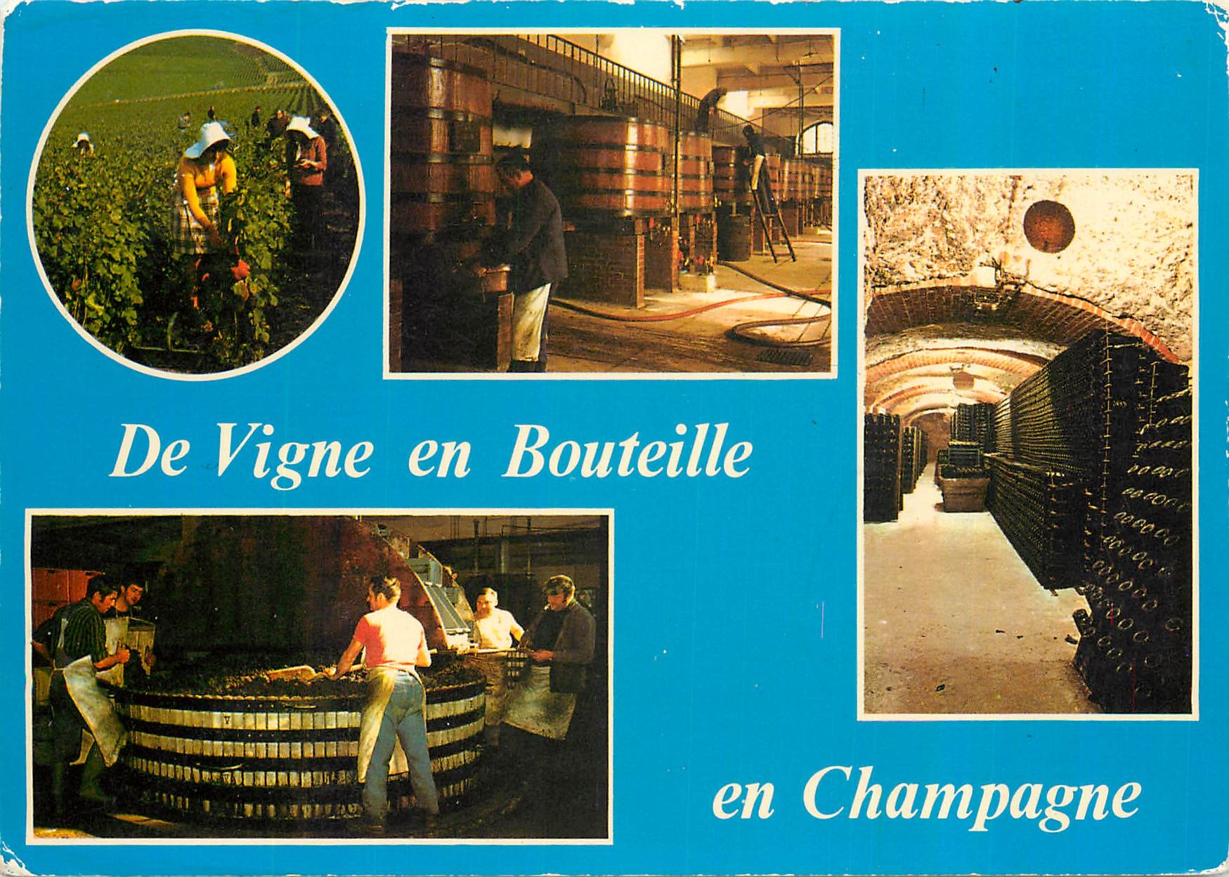 CPM De la Vigne en Bouteille Vendanges Le Pressoir Les caves interieur