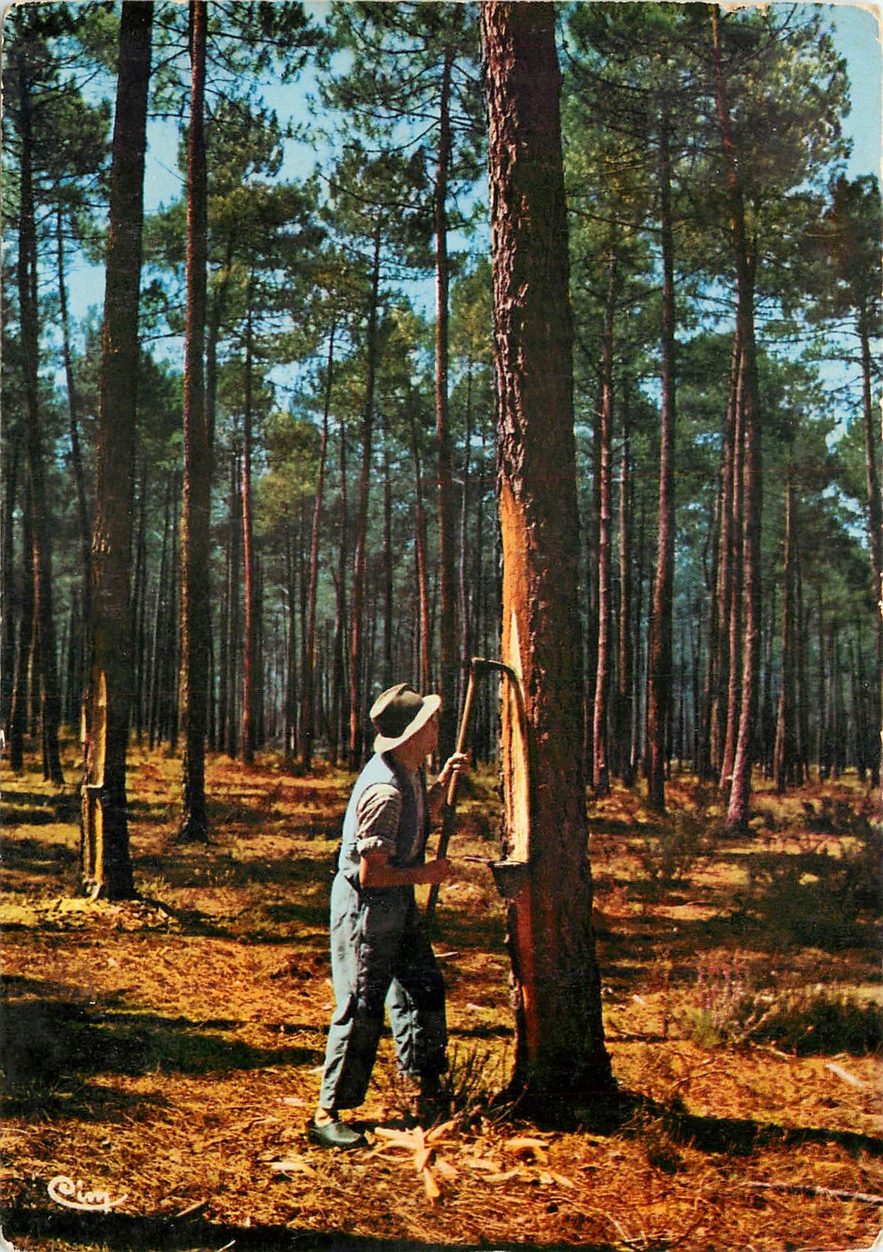 CPM Paysages Landais Le Resinier au travail