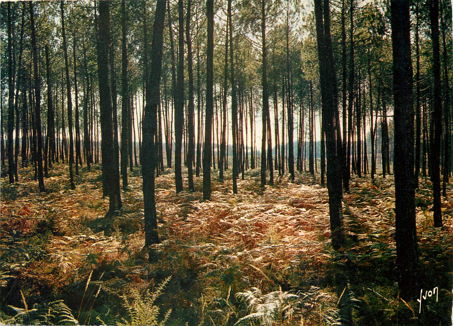 CPM Couleurs et Lumiere de France Les Landes La Foret Landaise