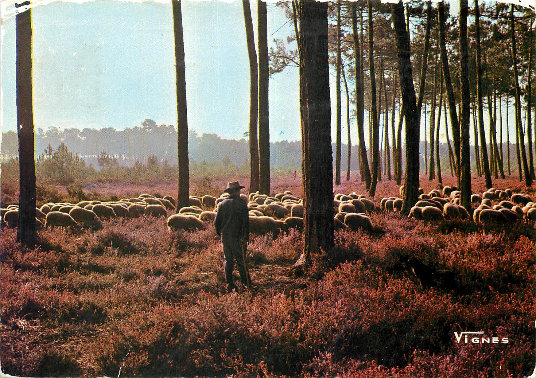 CPM Visage des Landes Troupeau de moutons au petit matin 