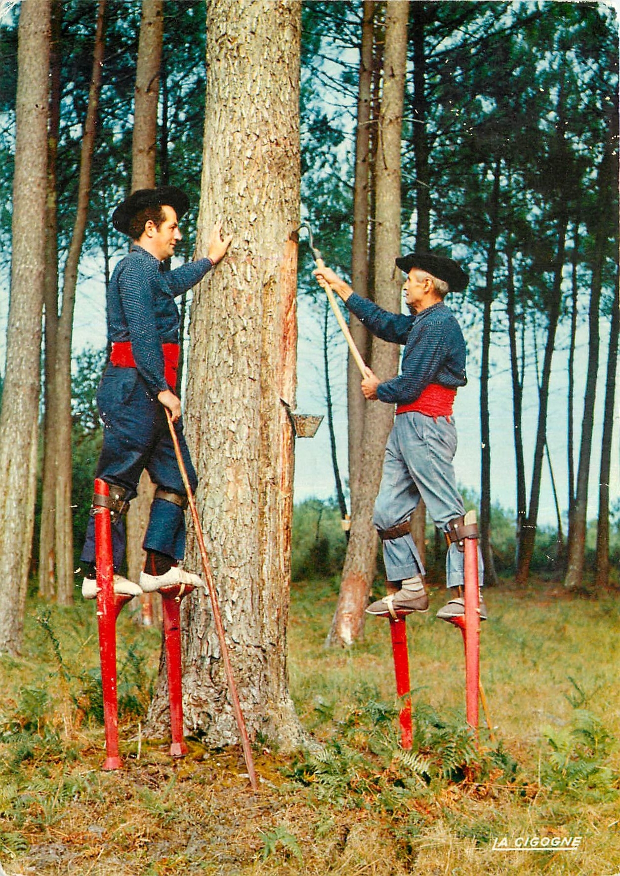 CPM Dans la Foret de Pins Les Resiniers