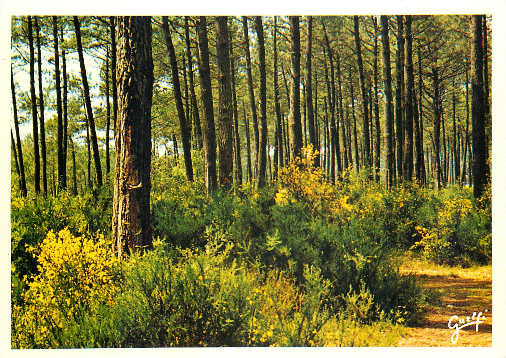 CPM Paysages des Landes Genets dans la Foret de pins