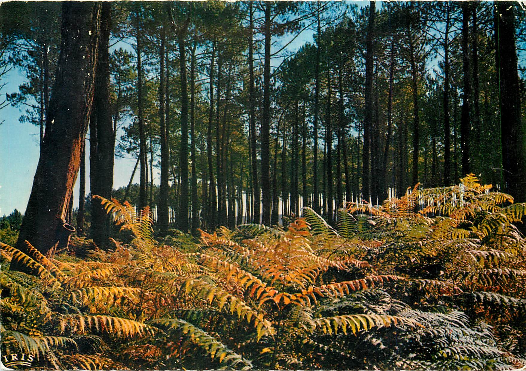 CPM Sous Bois Landais 