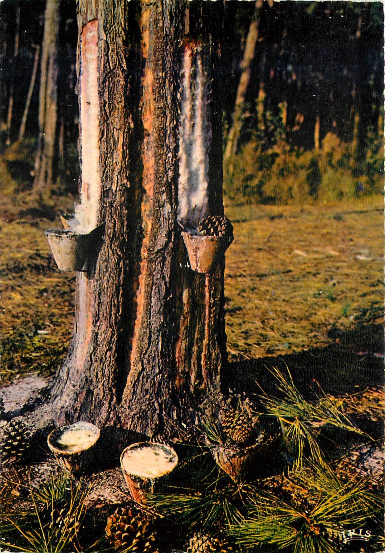 CPM Dans les Forets de Gascogne Les Pots de Resine