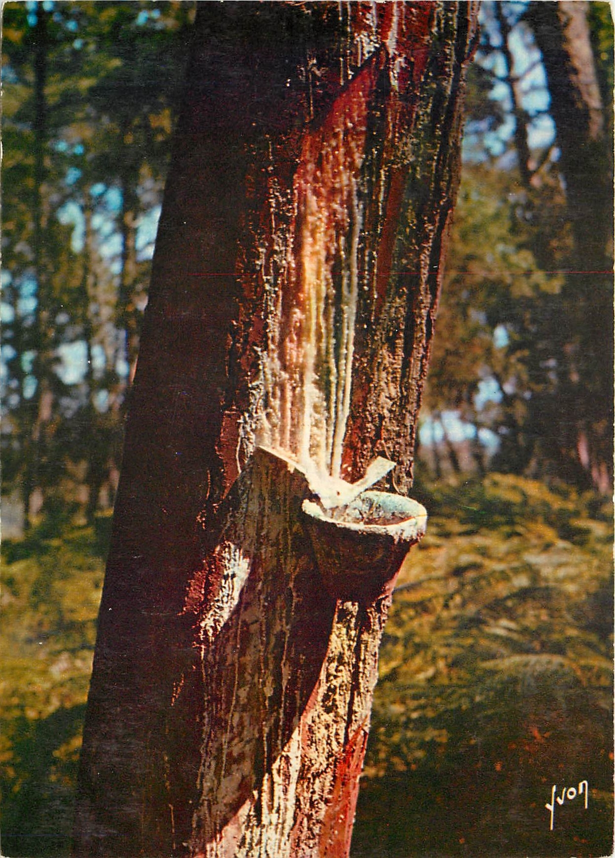 CPM Couleurs et Lumiere de France Les belles forets du Sud Ouest Pin en gemmage