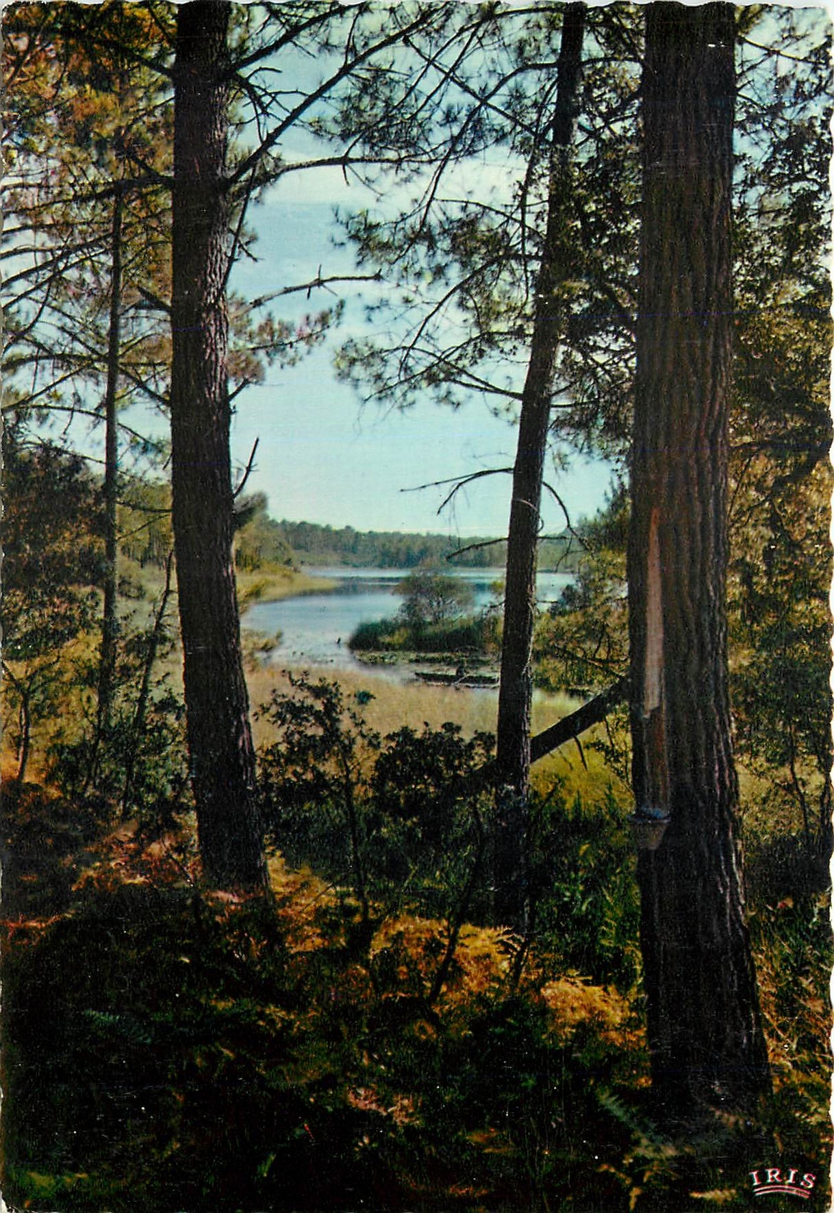 CPM Dans la Lande Courant dans la Foret