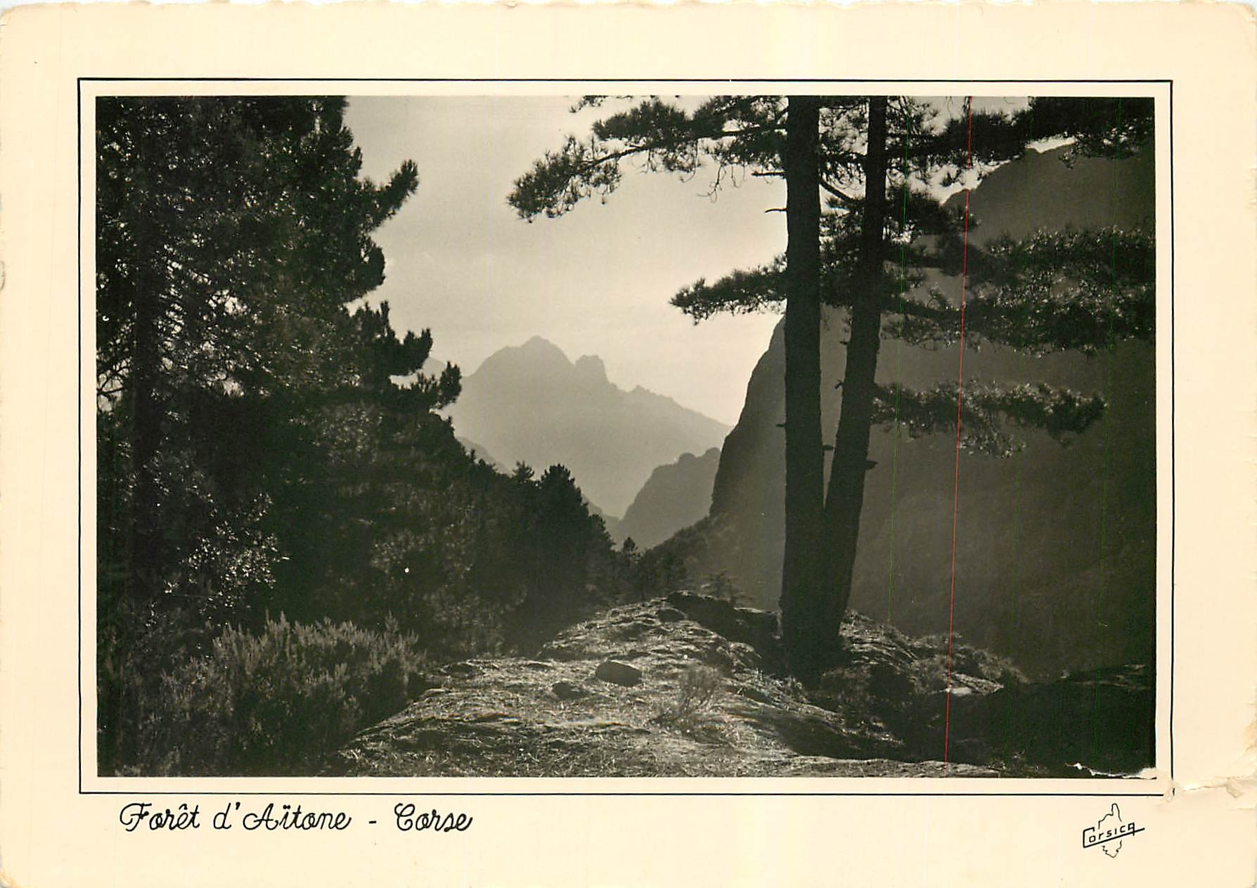 CPM La Corse Ile de Beaute Foret d'Aitone 